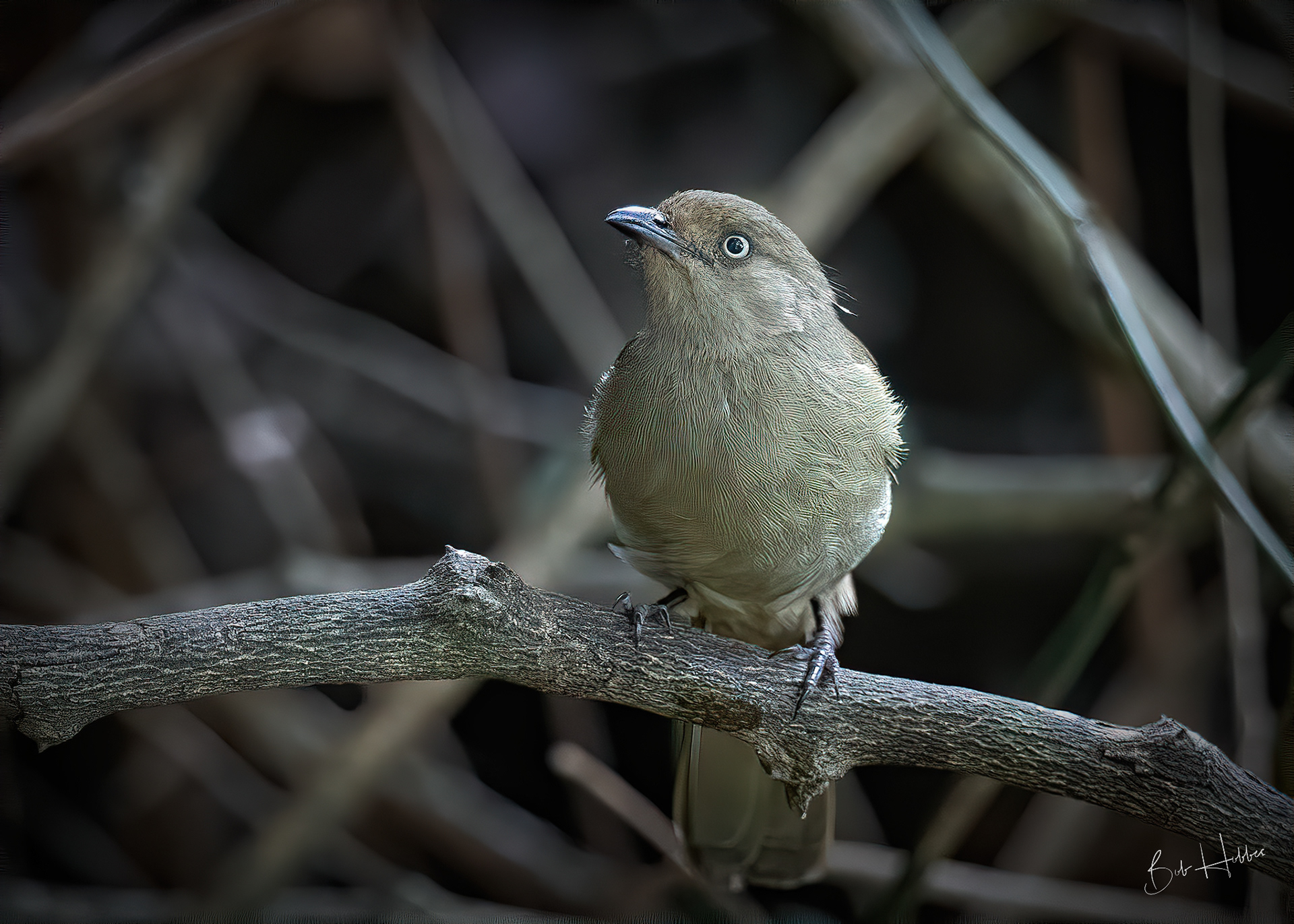 Sombre Greenbul. Port Elizabeth, E Cape.