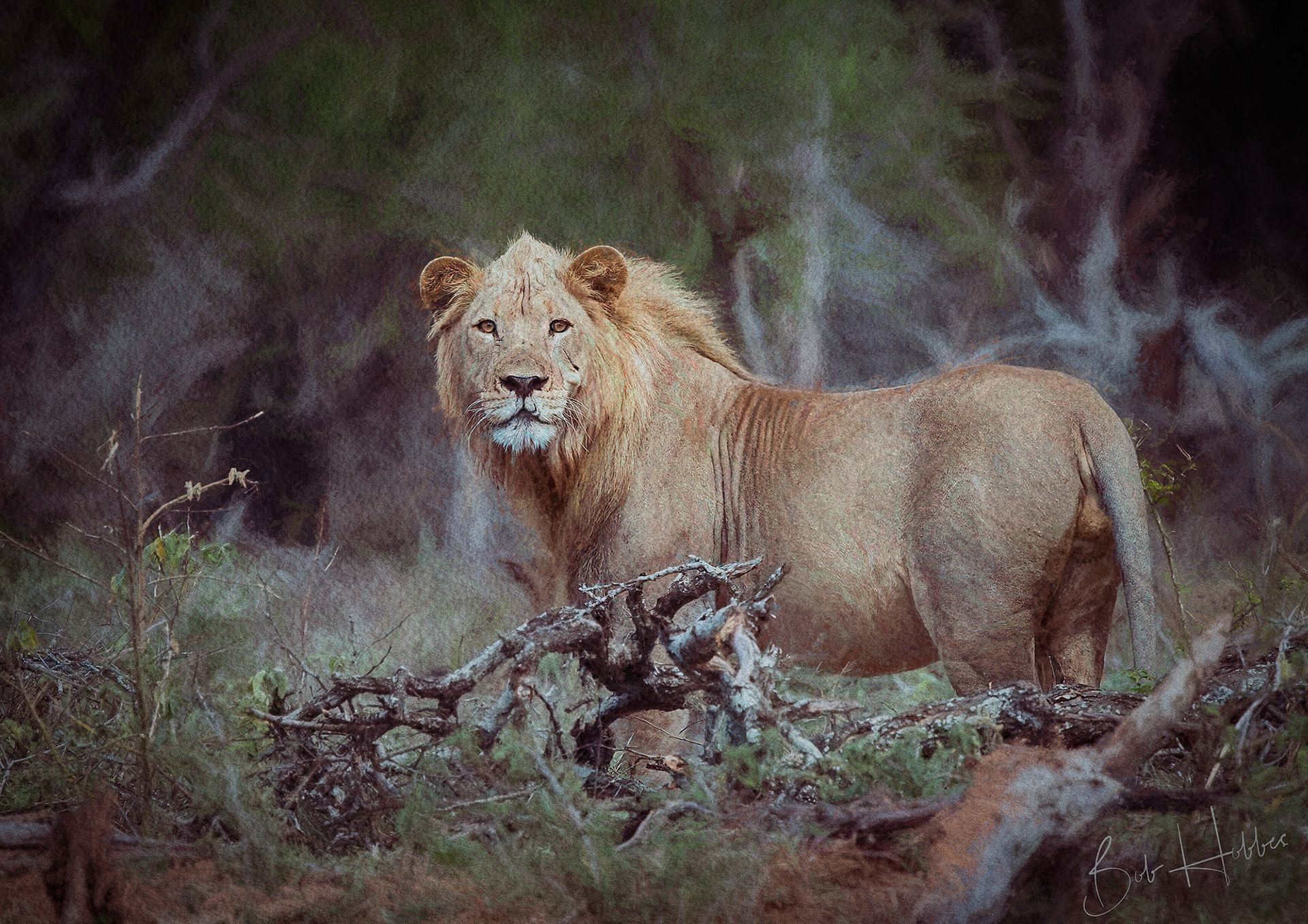 African Lion painting.