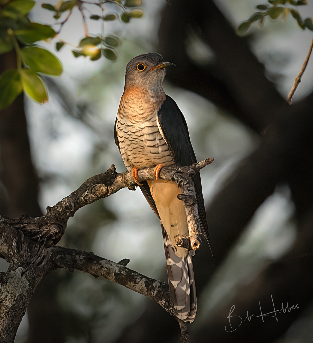 Red-chested Cuckoo, South Africa.