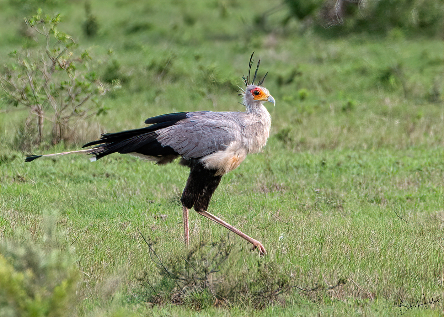 Secretary Bird, Addo Elephant Park, E Cape.
