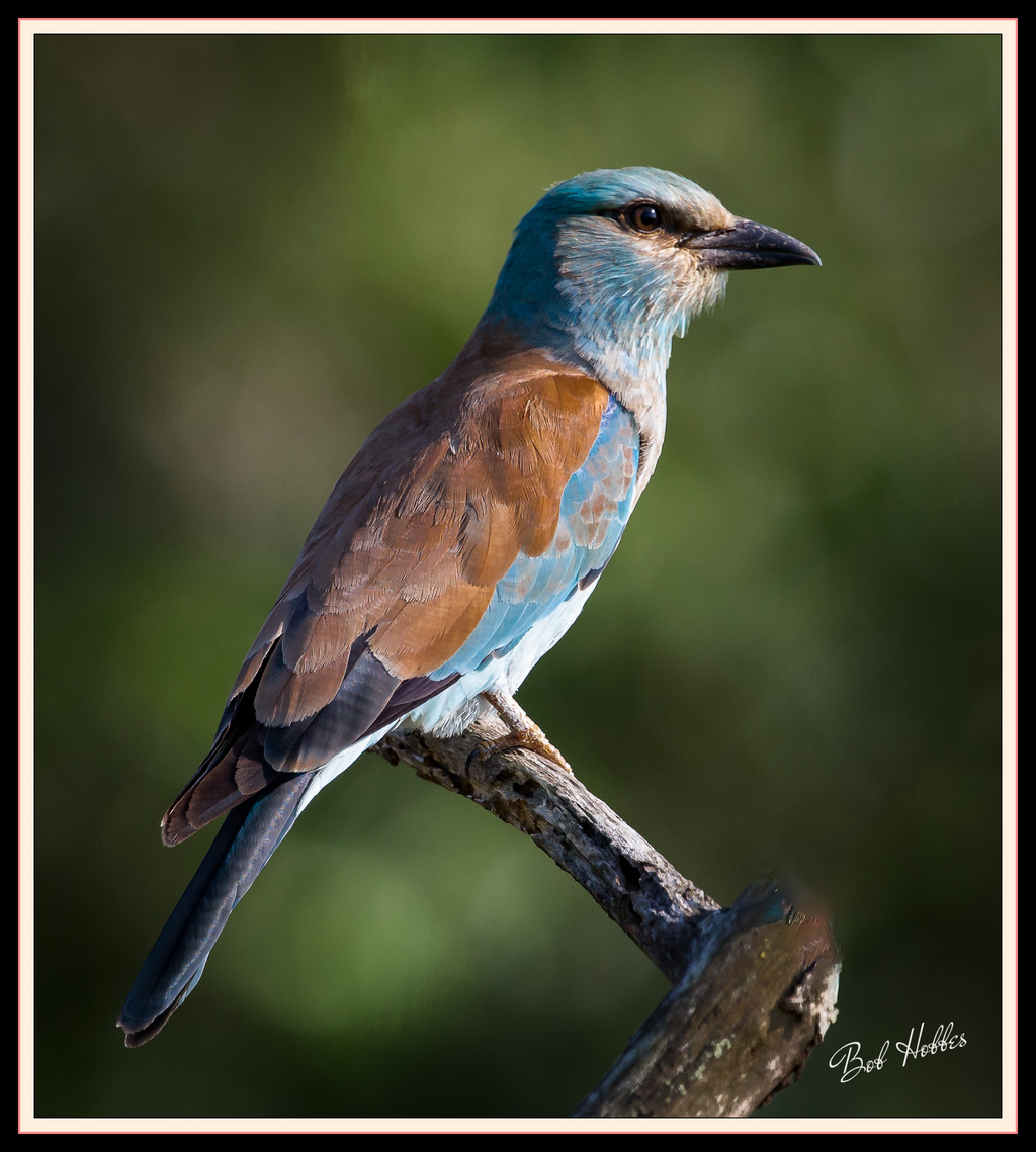 European Roller