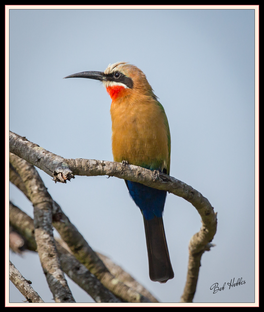 White-fronted