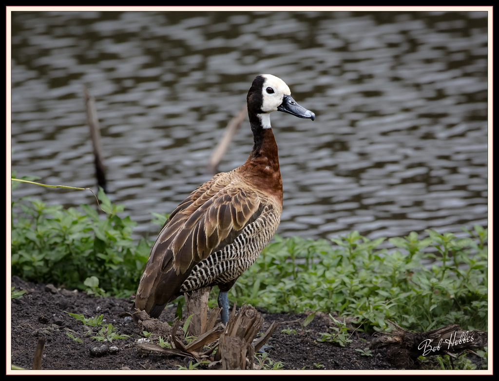 Whistling Duck