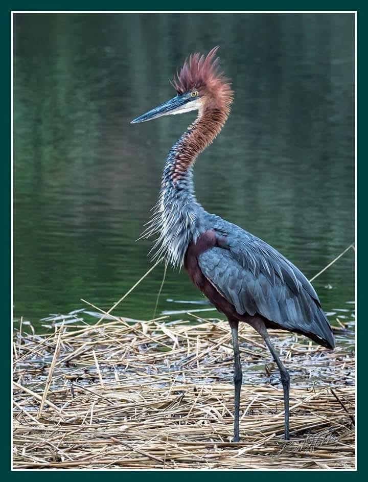 Goliath Heron