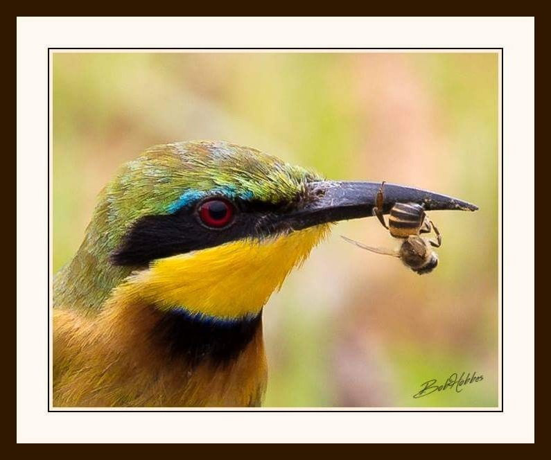 Little Bee-eater