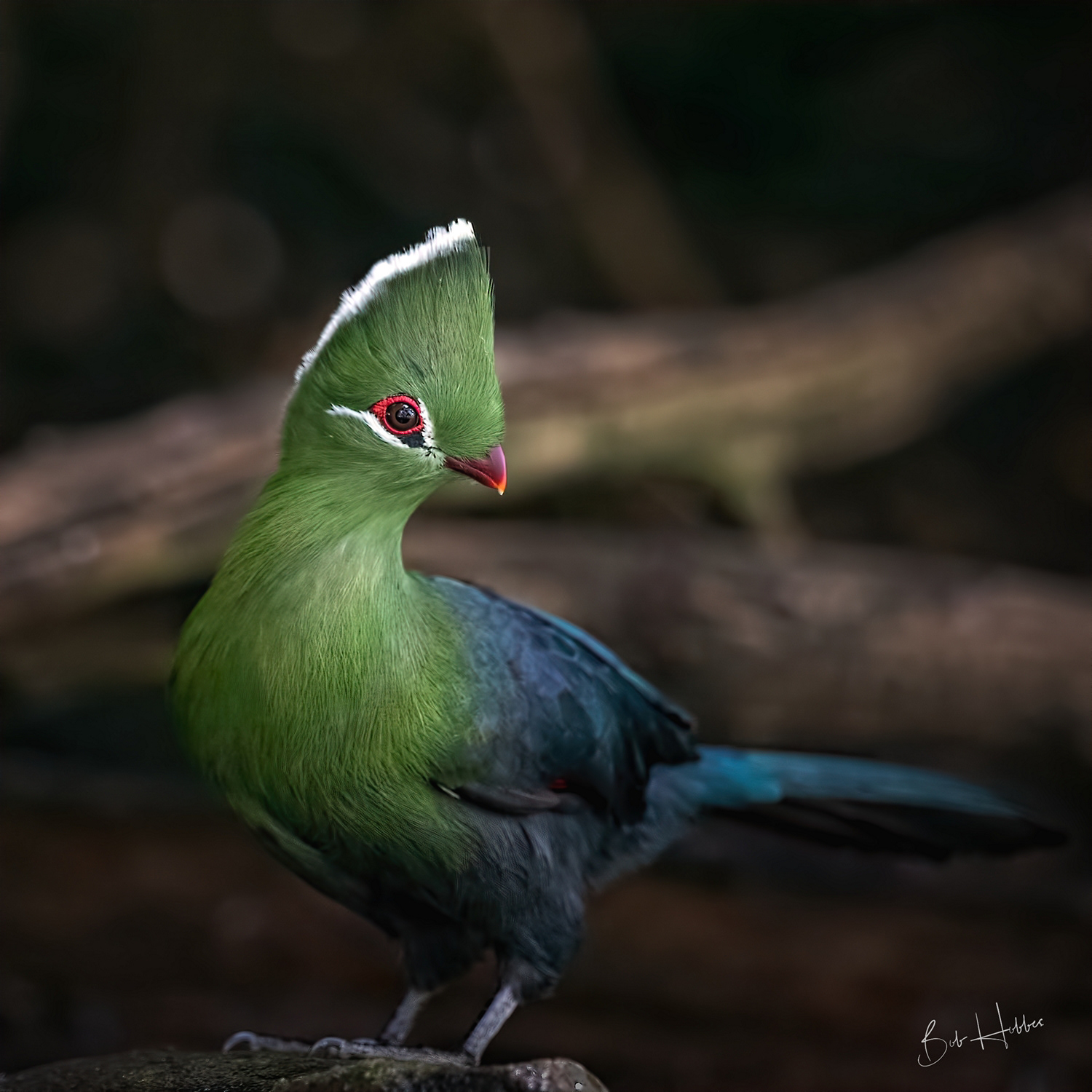 Knysna Turaco (Lourie) - Port Elizabeth
