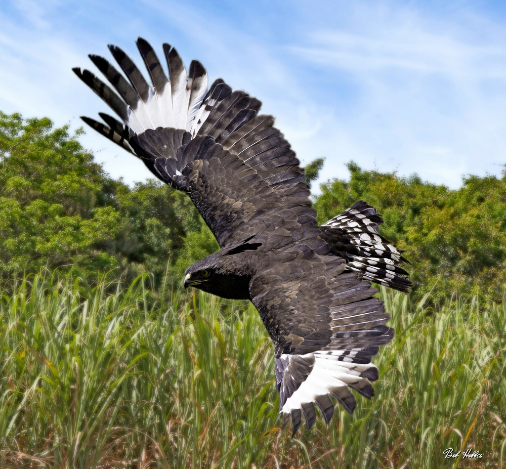 Birds in flight