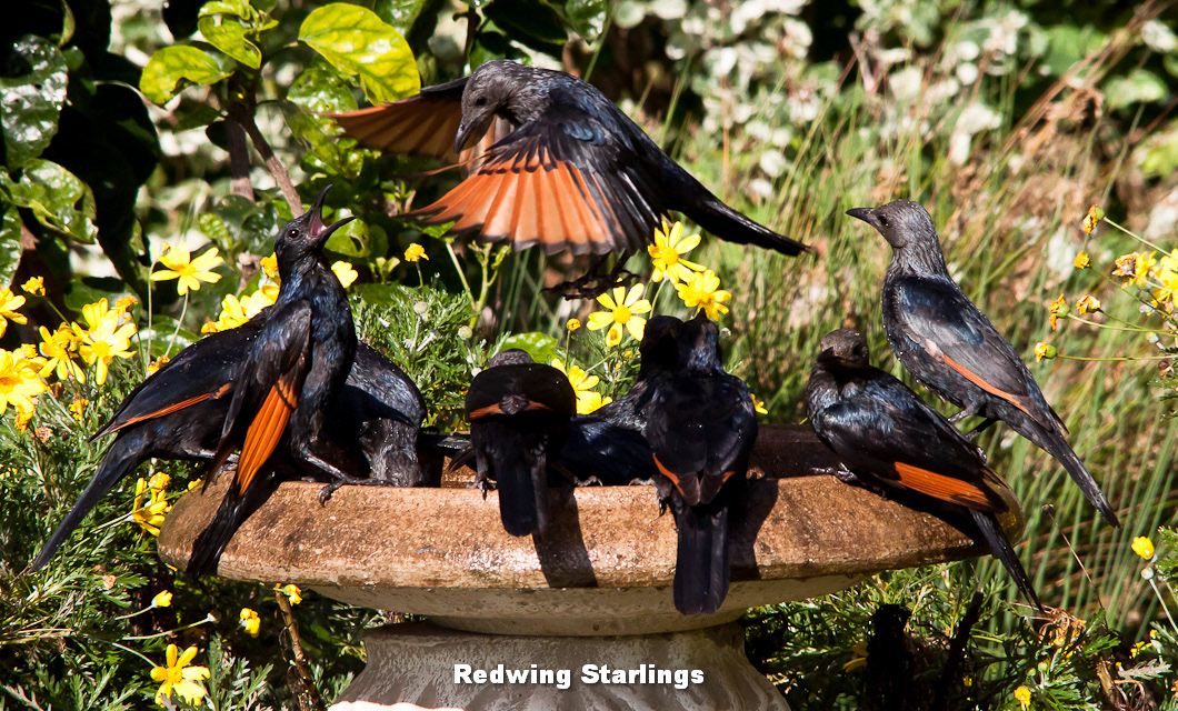 Red-wing Starling