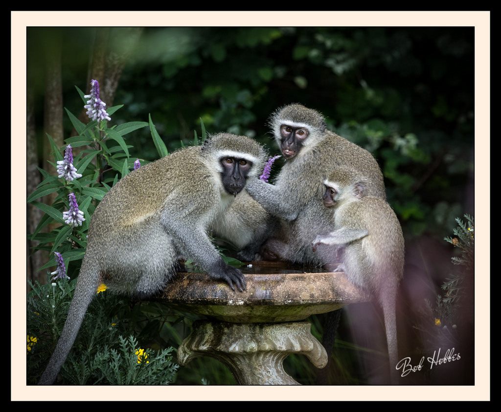 Wildlife in the photographer's garden