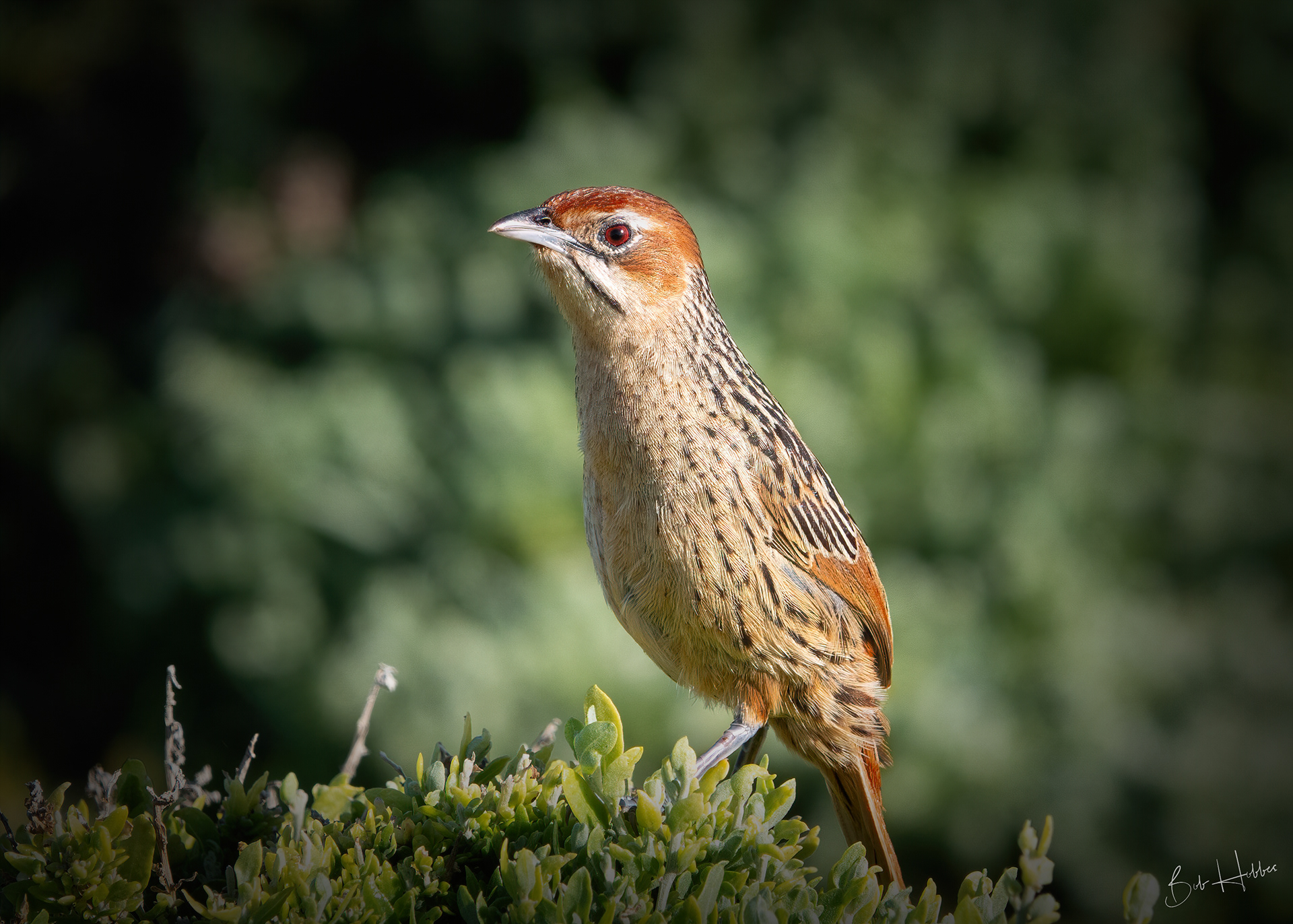 Cape Grassbird. Cape St Francis, E Cape.