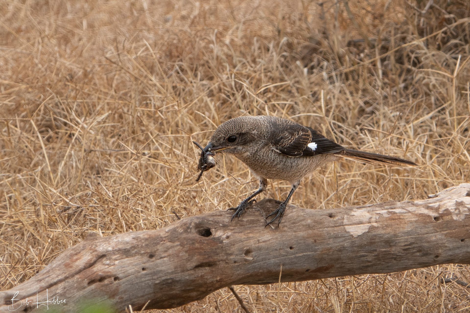 Juvenile Fiscal Shrike, Addo Elephant Park.