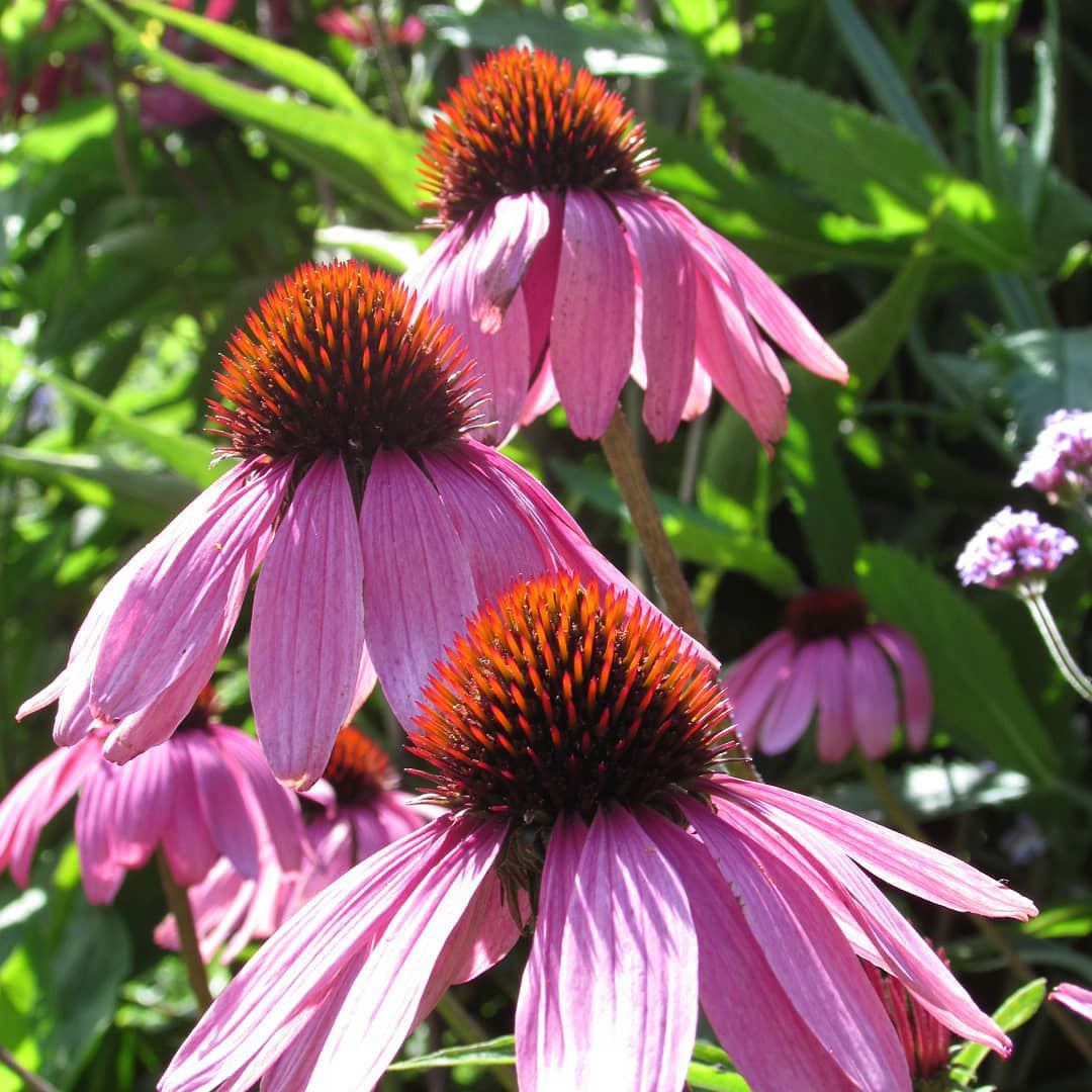 Echinacea