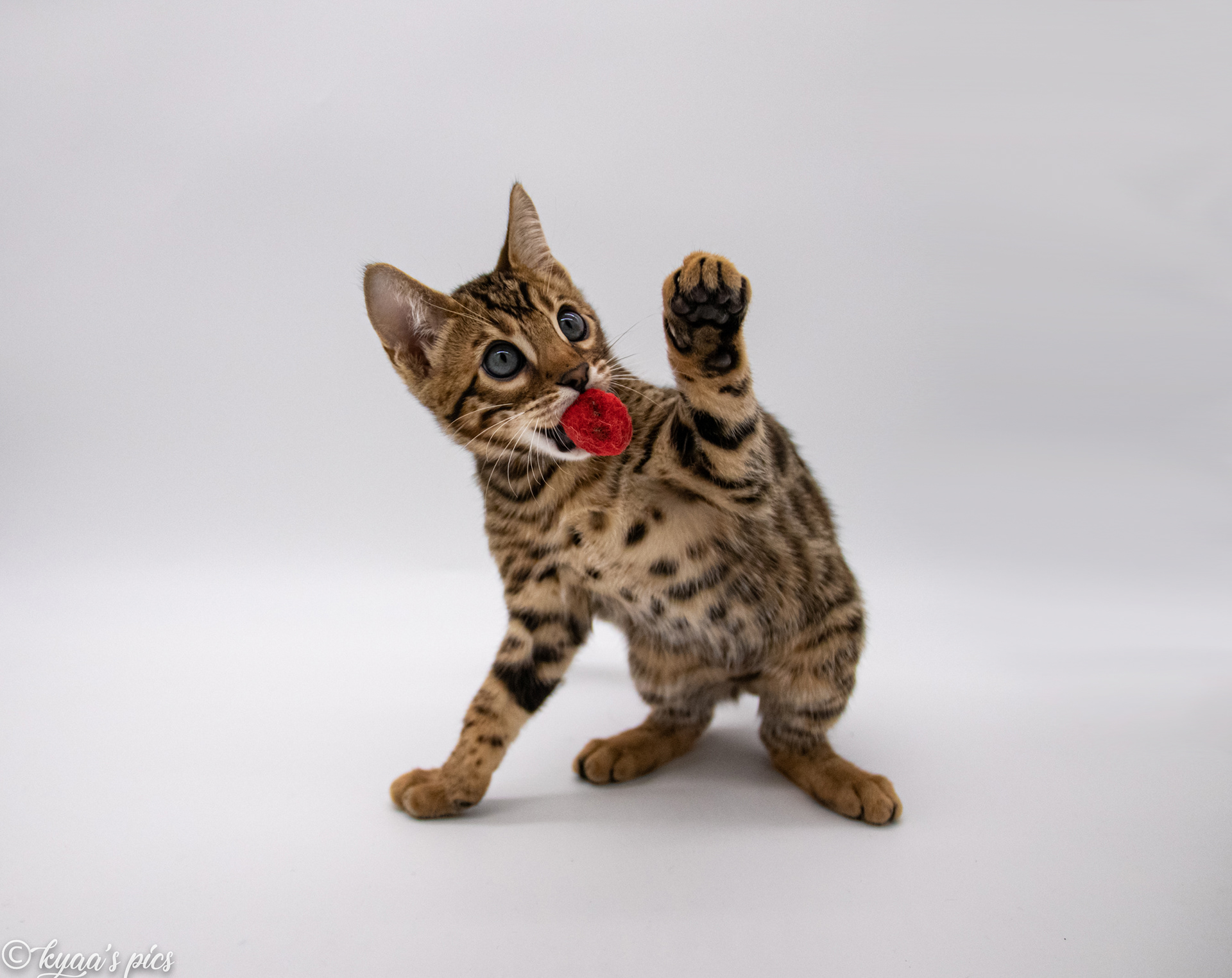 Kyaa S Pics Charlotte Wauters Des Petits Chats Par Milliers Kyaa S Pics Charlotte Wauters Des Petits Chats Par Milliers