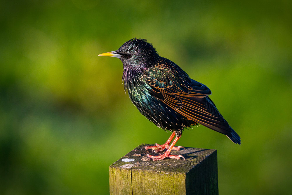 Starling