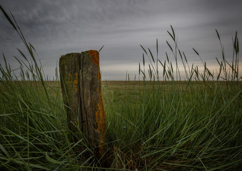 Freiston Shore - Salt Marsh- The Wash
