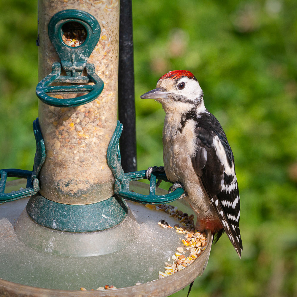 Greater Spotted Woodpecker