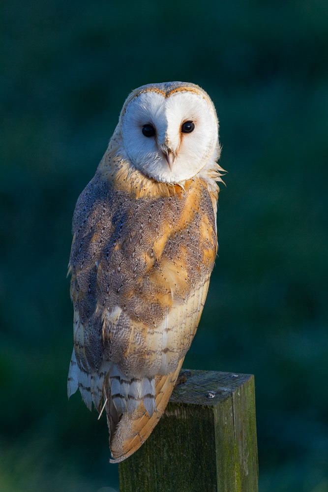 Barn Owl