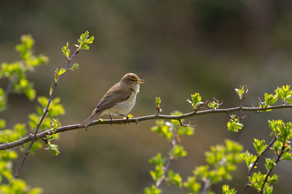 Chiffchaff