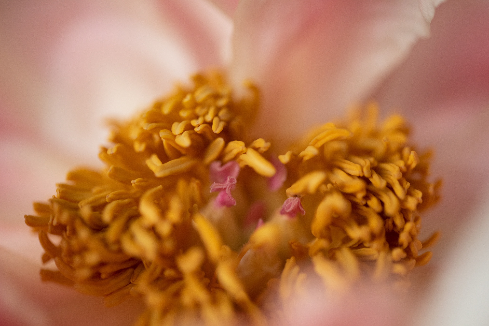 Macro peonies