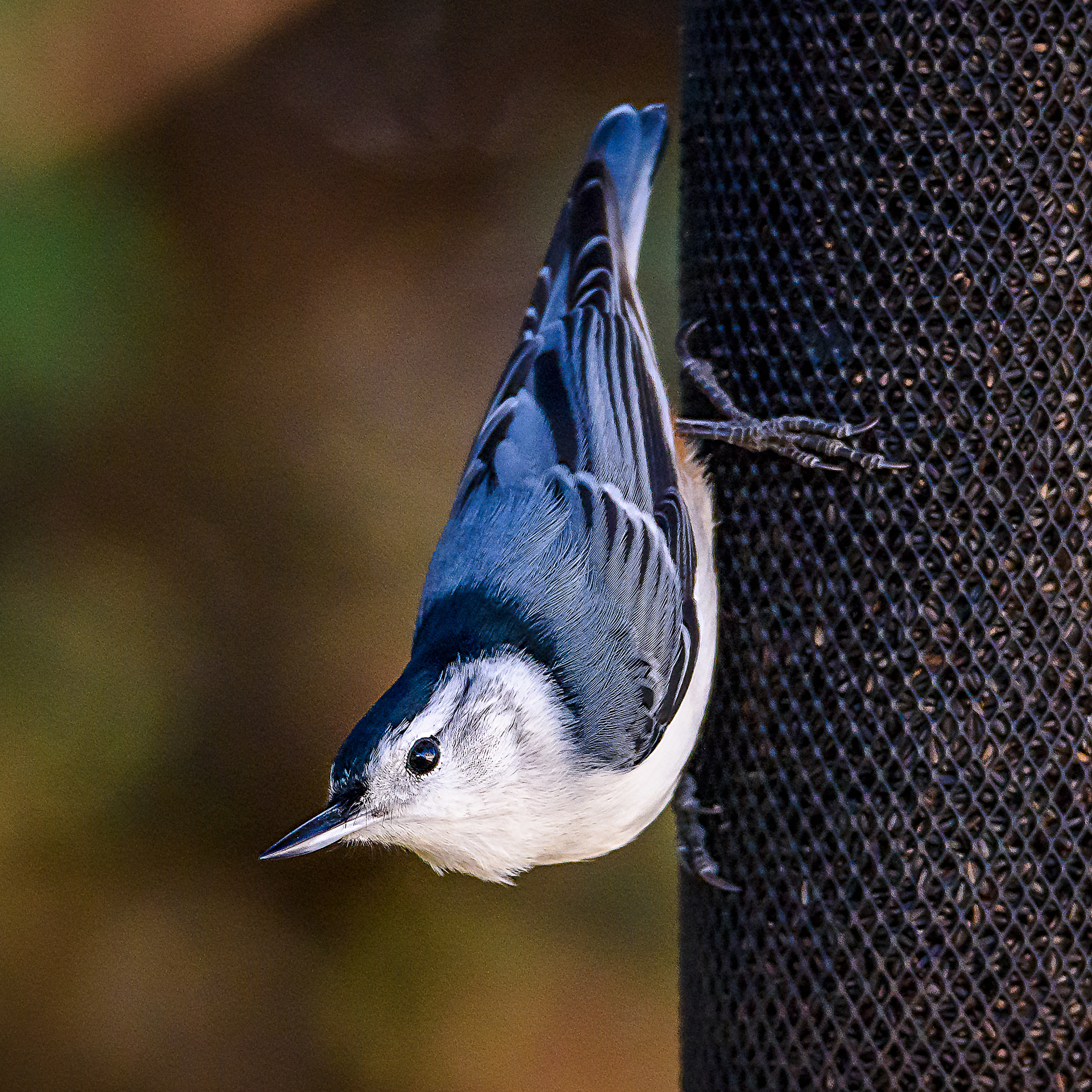 1225 Photography - White-breasted Nuthatch