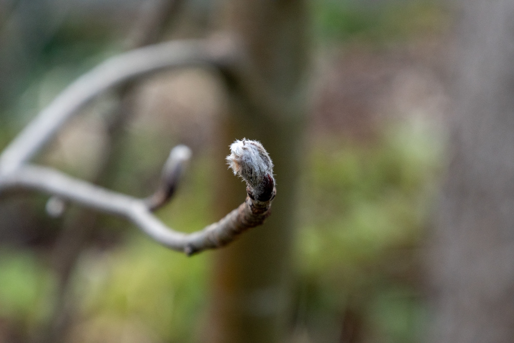 Frühlingserwachen