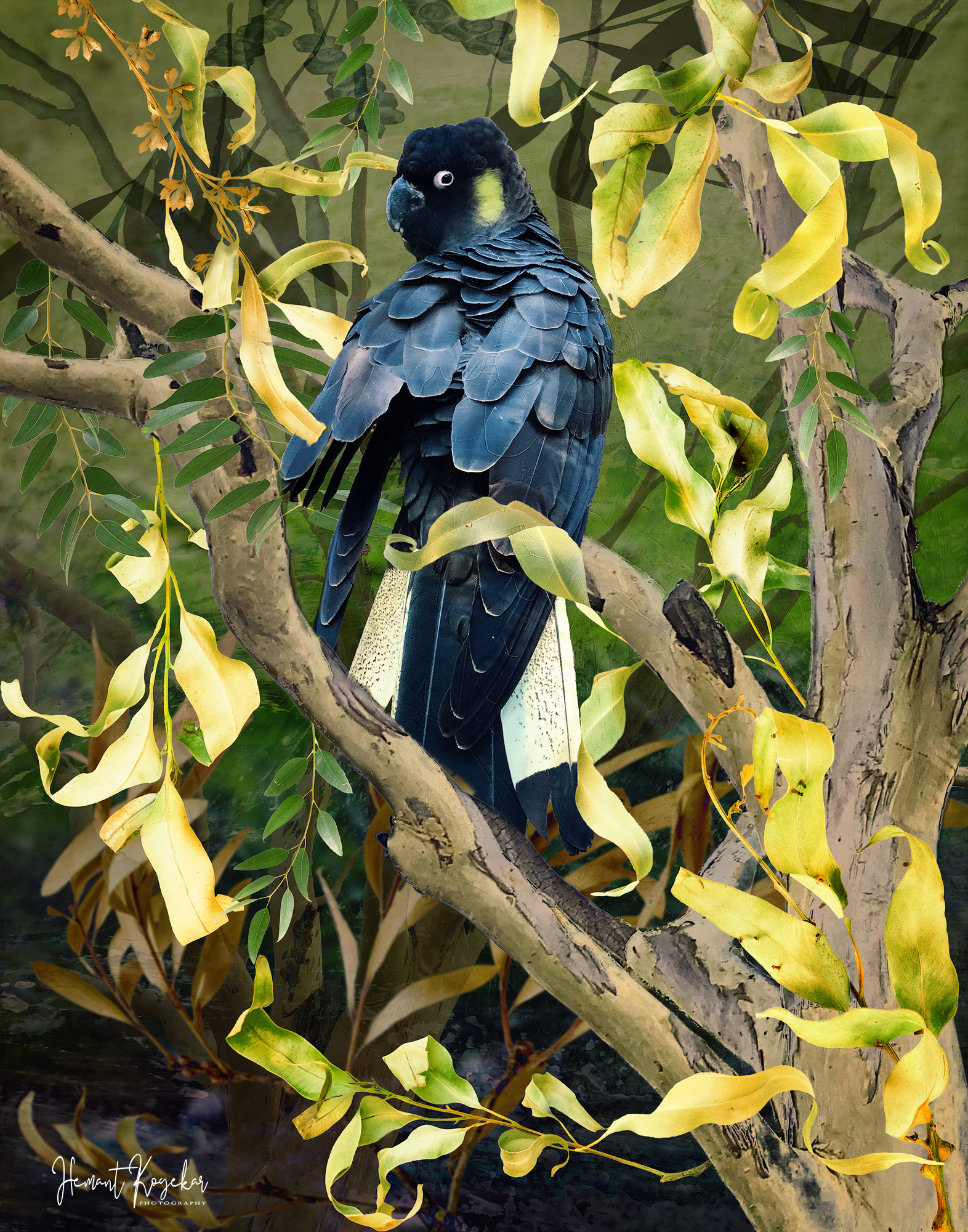Yellow Tail Cockatoo