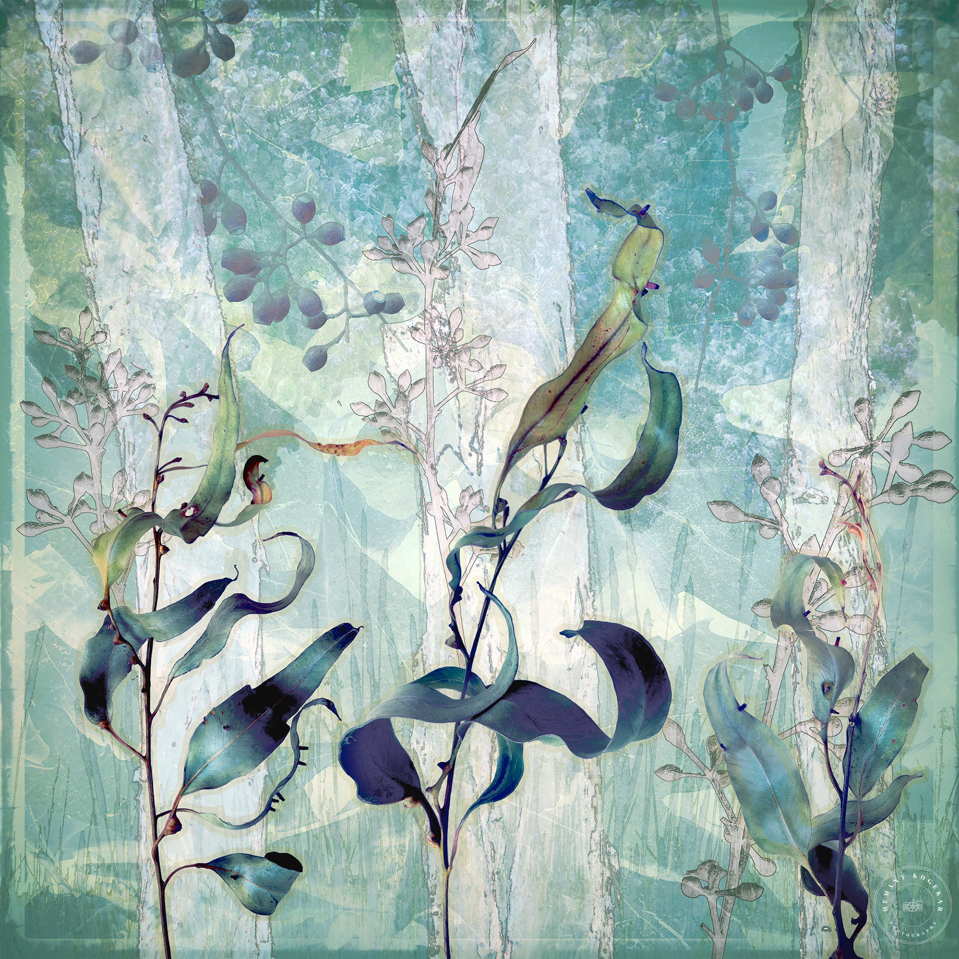 Gum Leaves 1