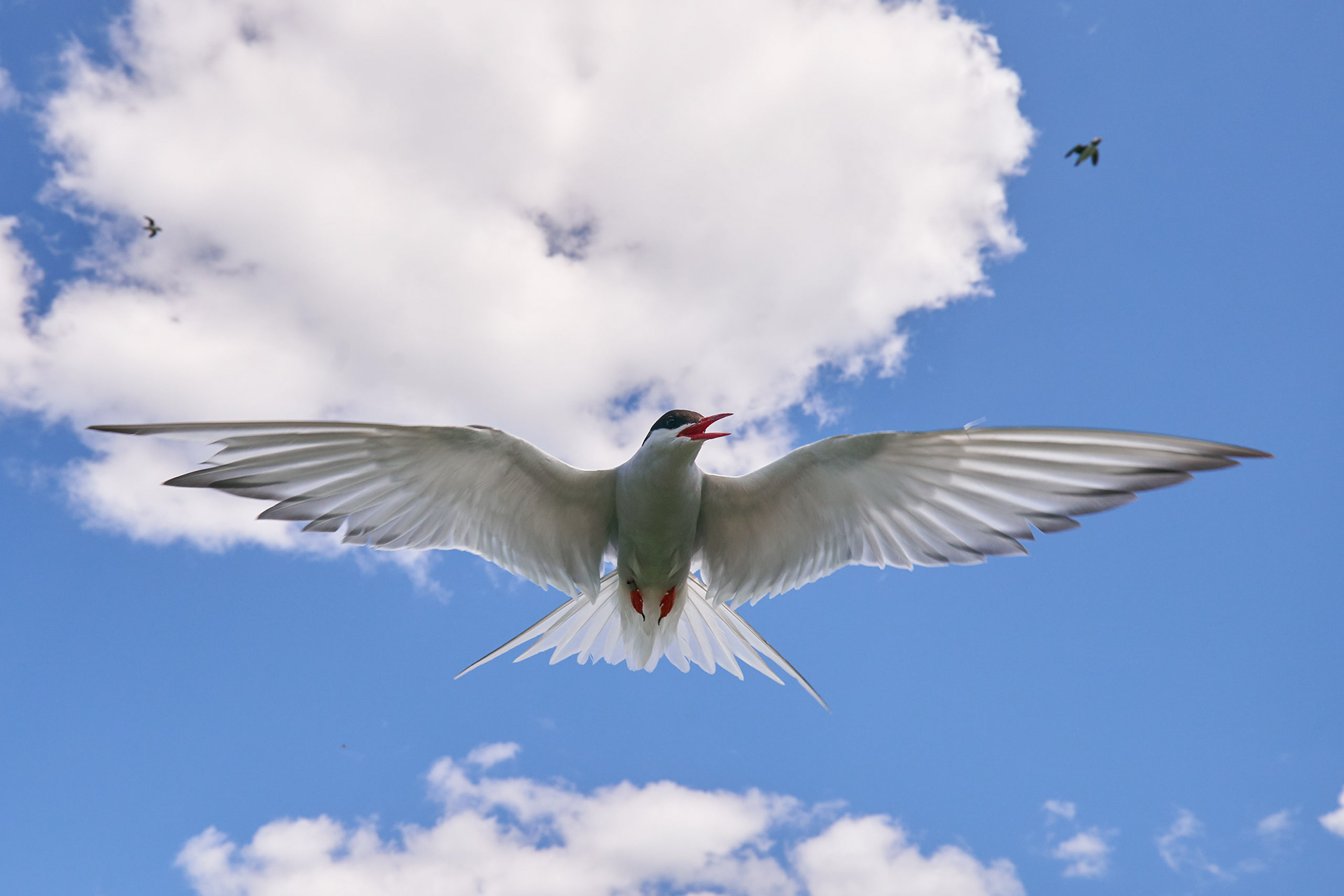 Arctic Tern