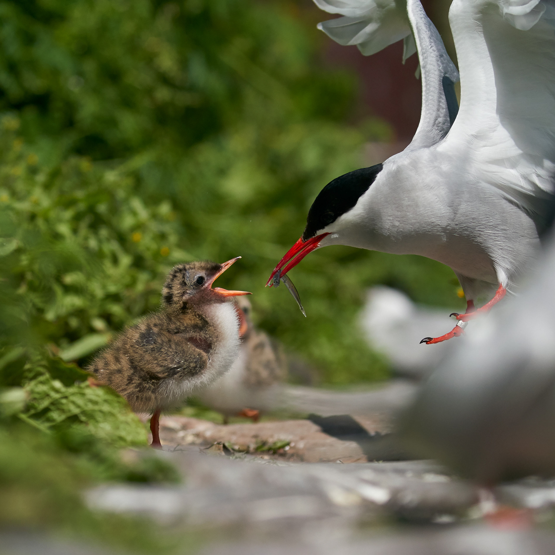 Feeding time