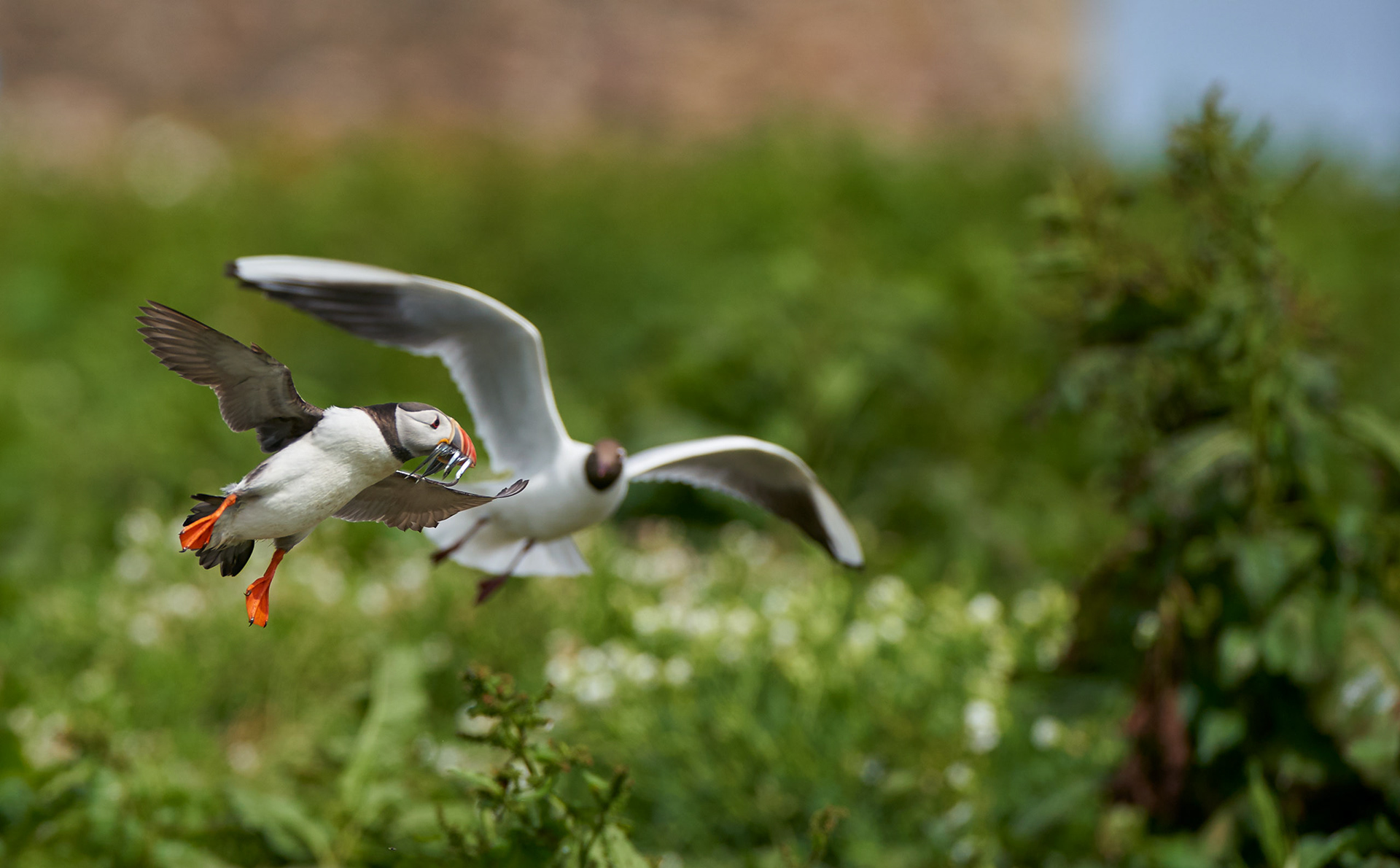 Atlantic Puffin targeted by Black-Headed Gull