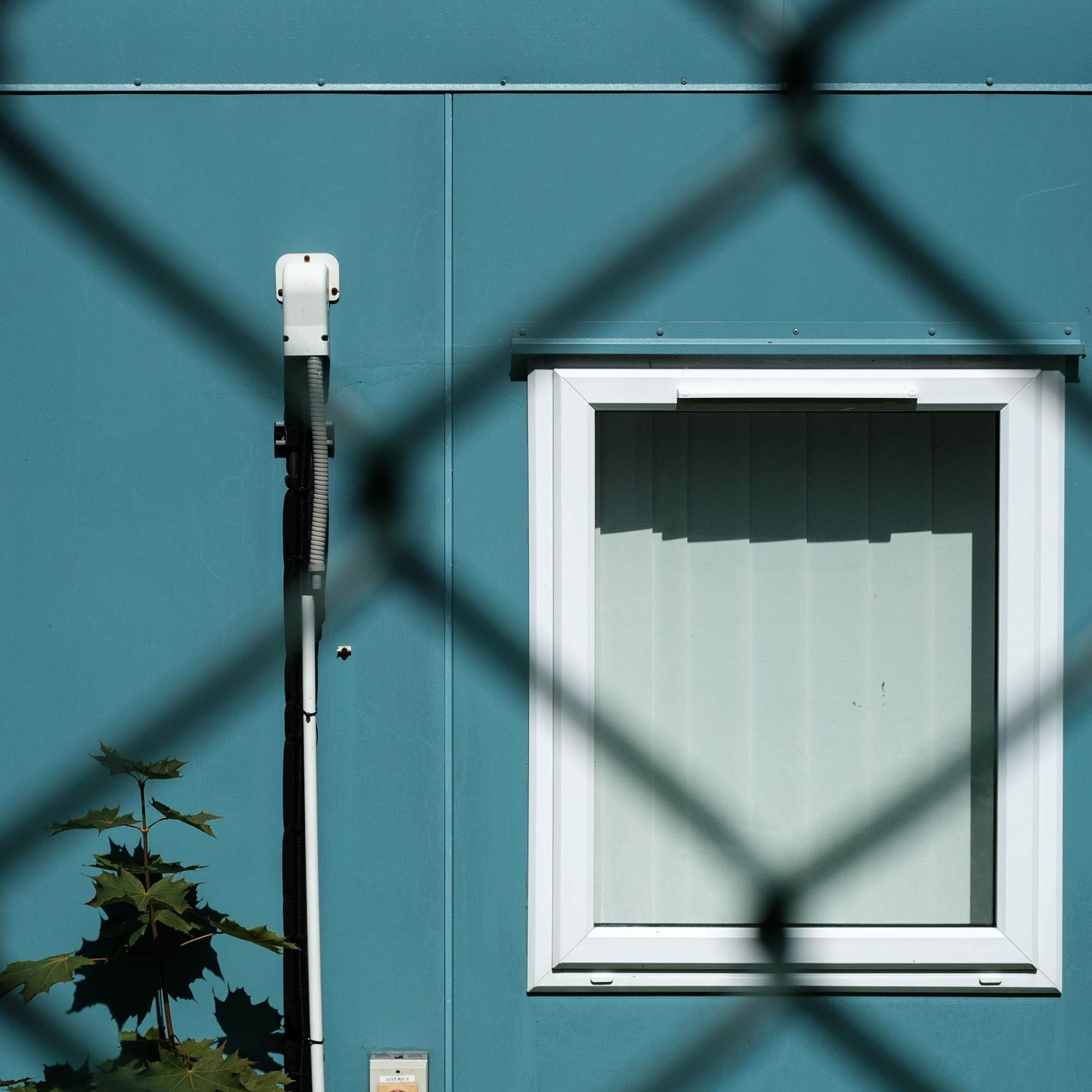 Through a chain-link fence #1