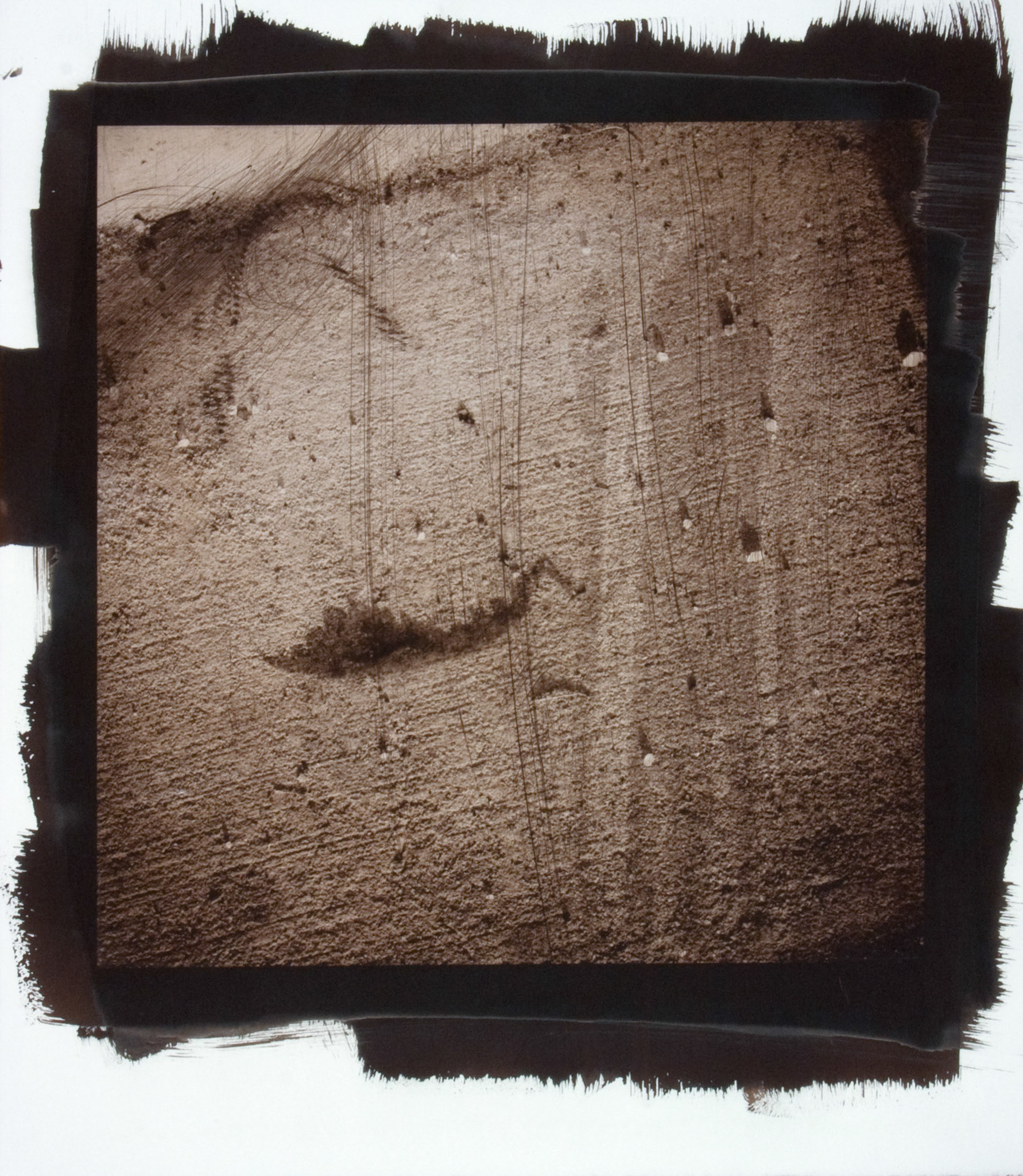 Creature No. 24; Van Dyke photograph, 17 x 15 inches; © 2010