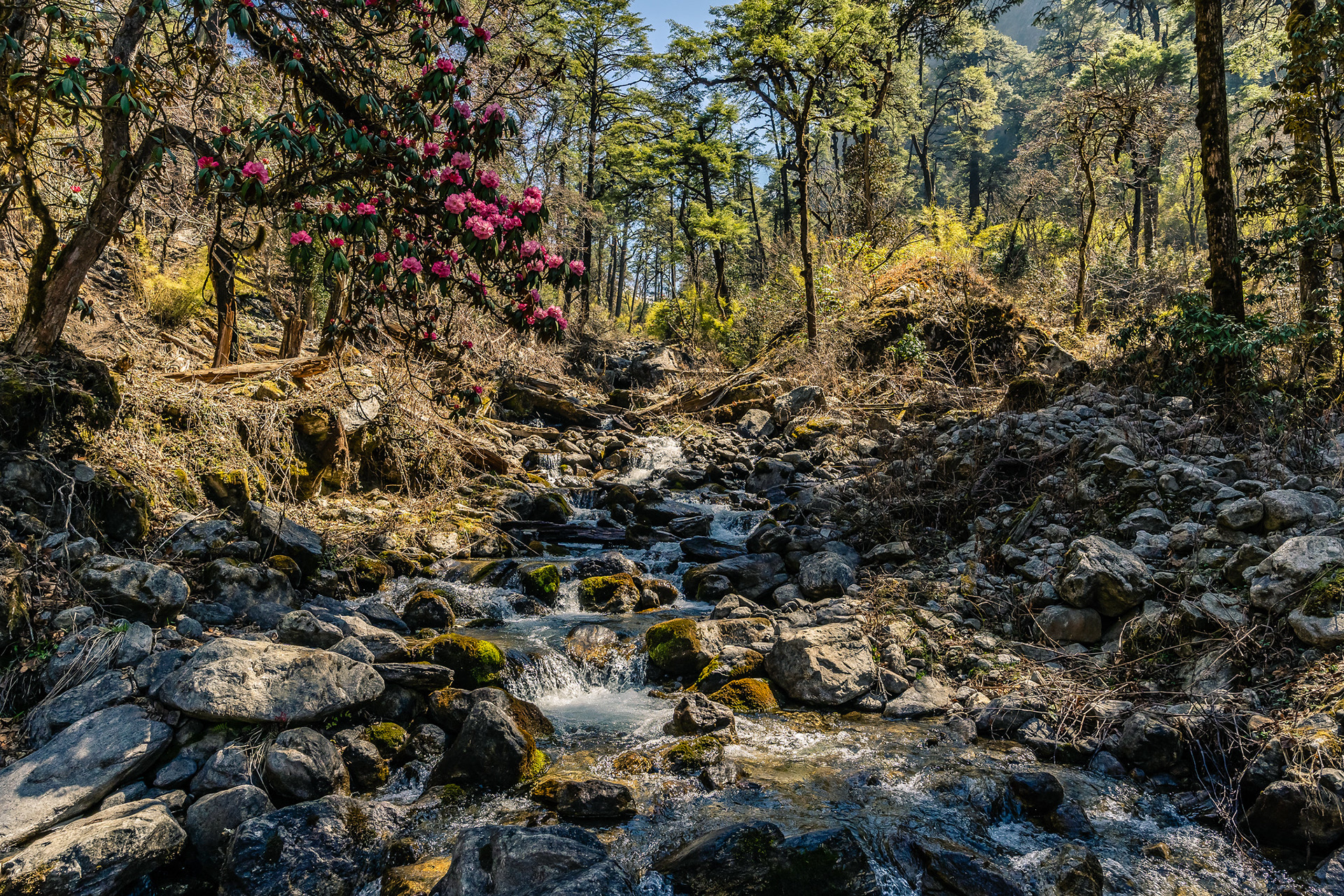Rhododendron flowers by the forest creek.