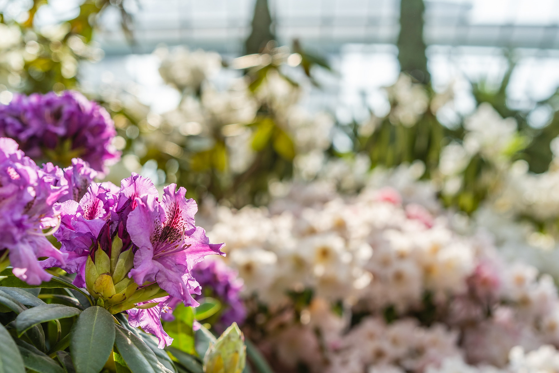 Rhododendron Radiance 2019