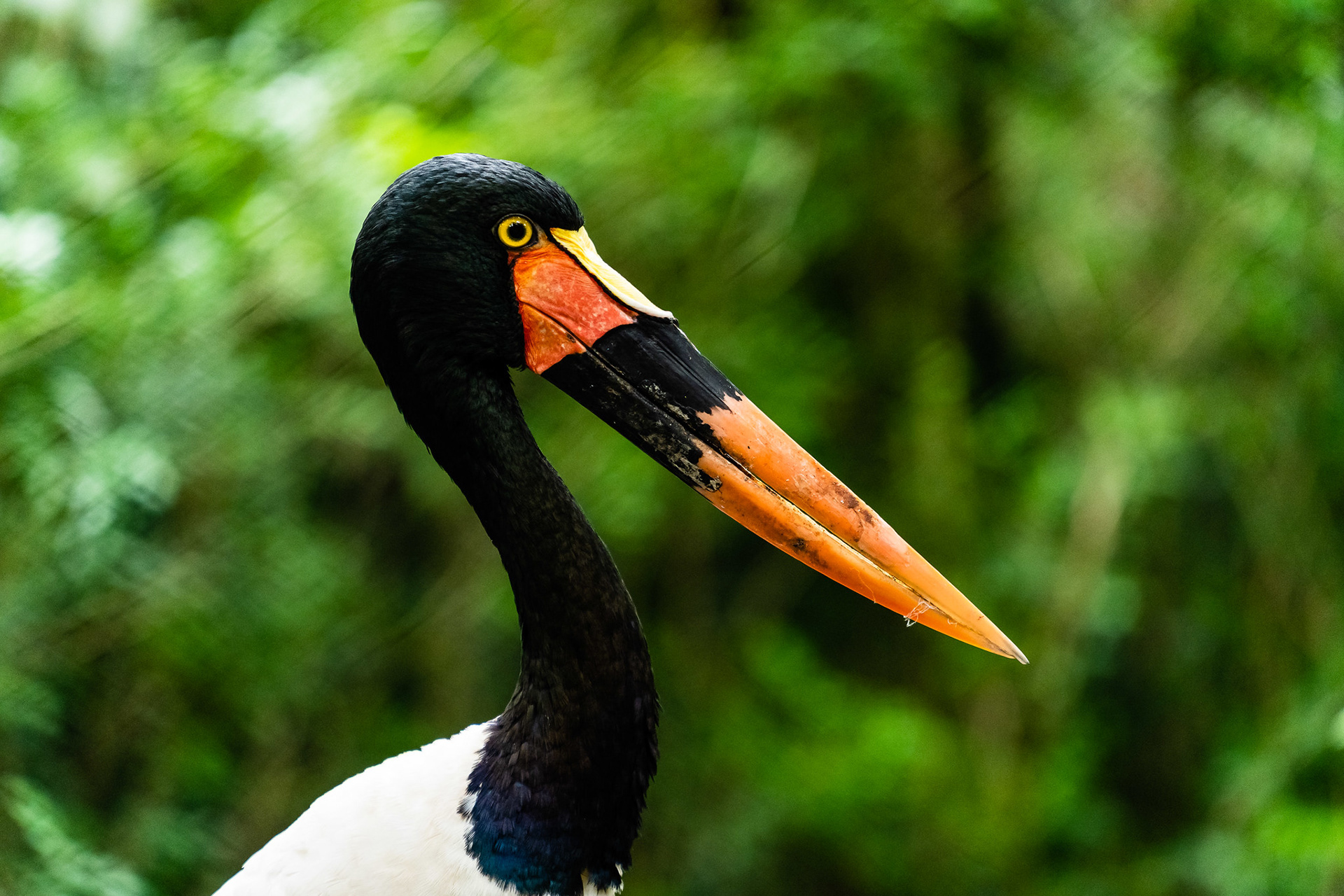 Saddle-Bill Stork, Singapore Zoo