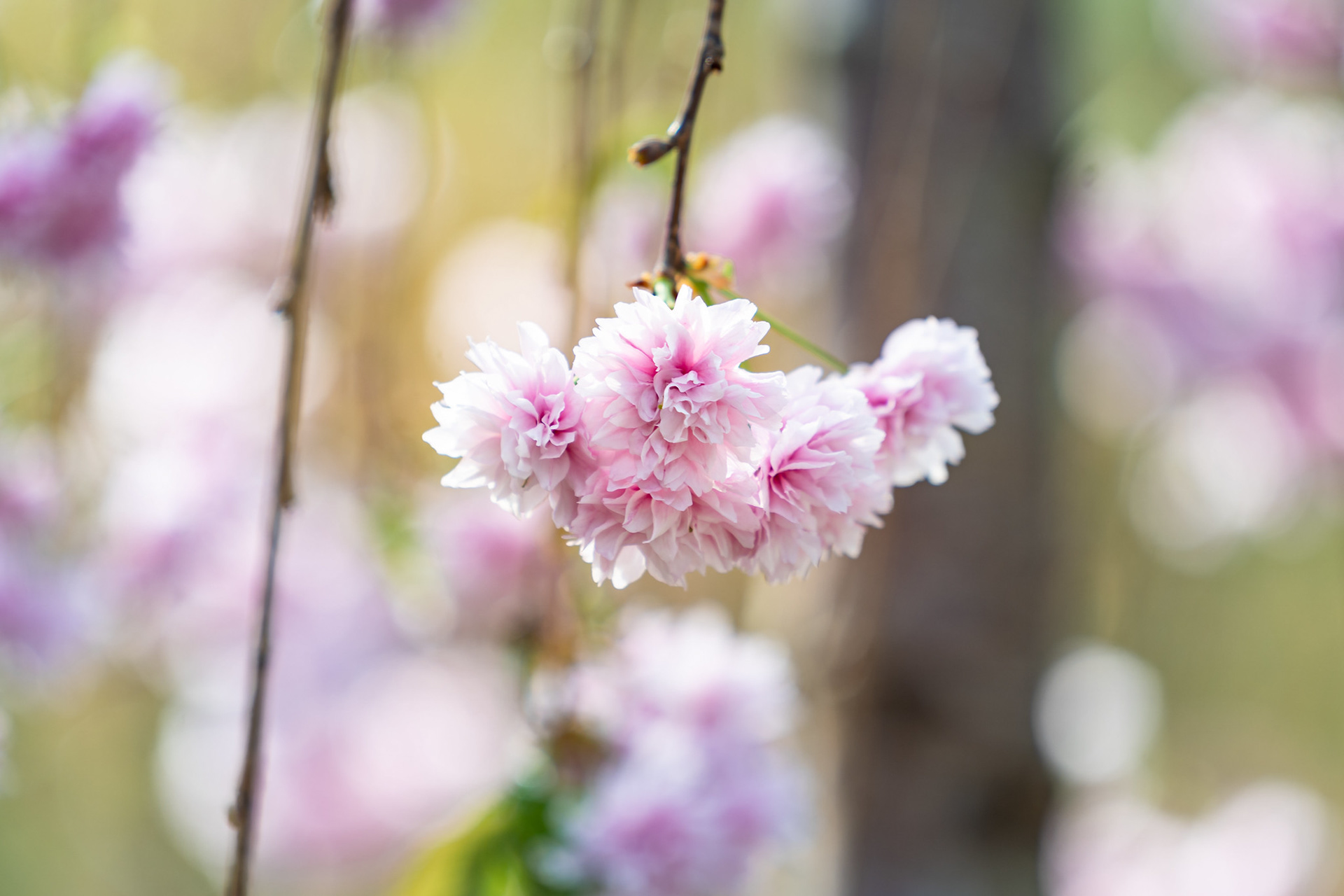 Blossom Bliss 2021
