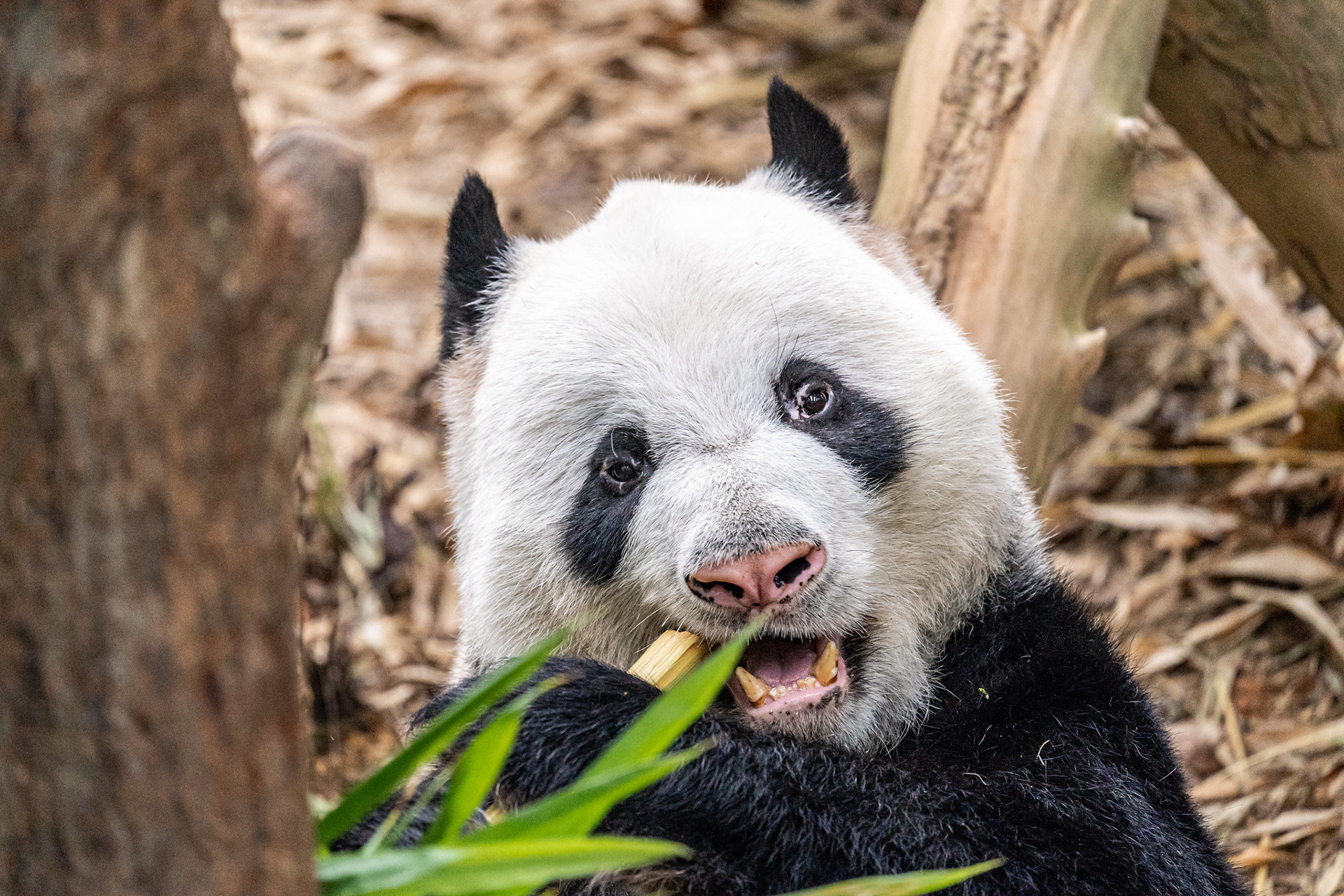 Giant Panda, River Safari