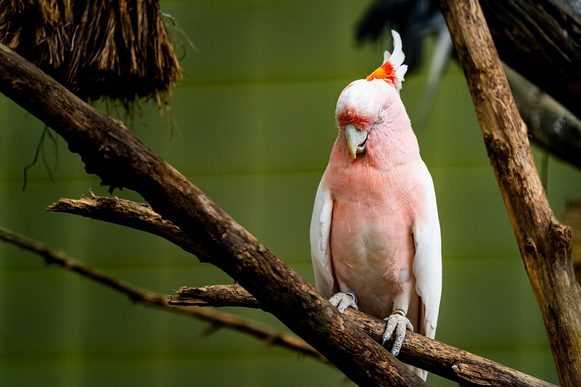 Parrot, Jurong Bird Park