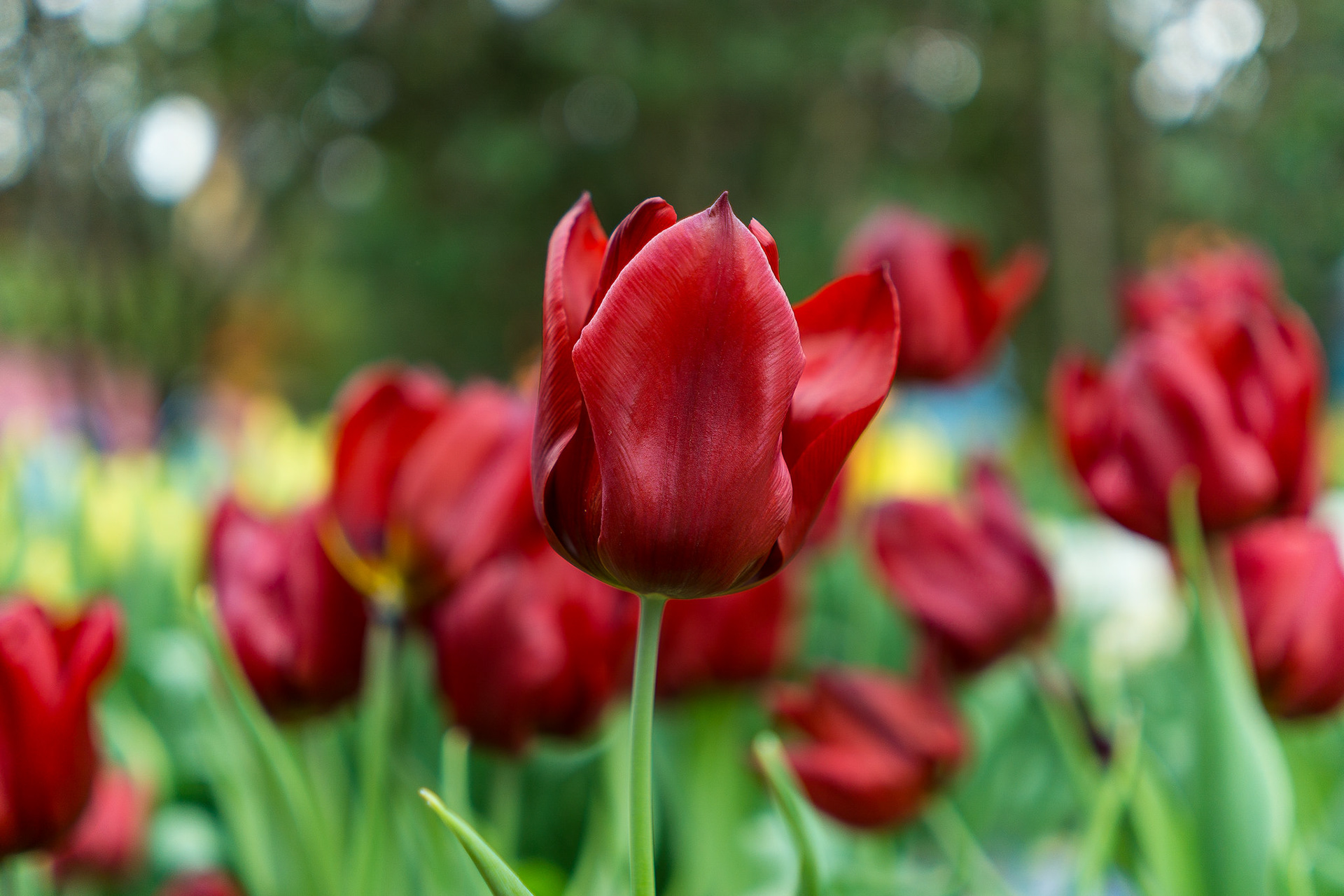 Tulip Mania 2016