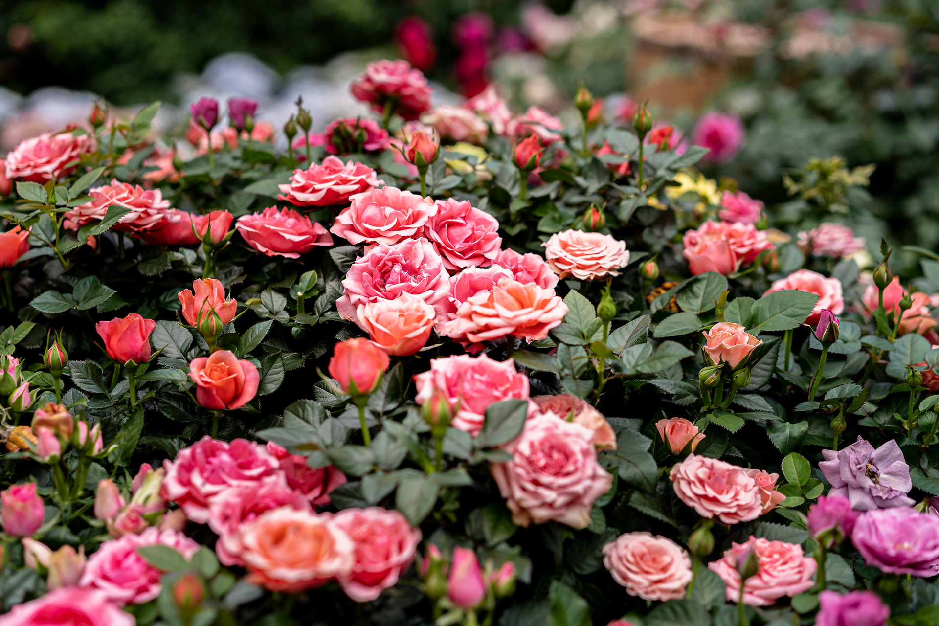 Rose Romance 2019