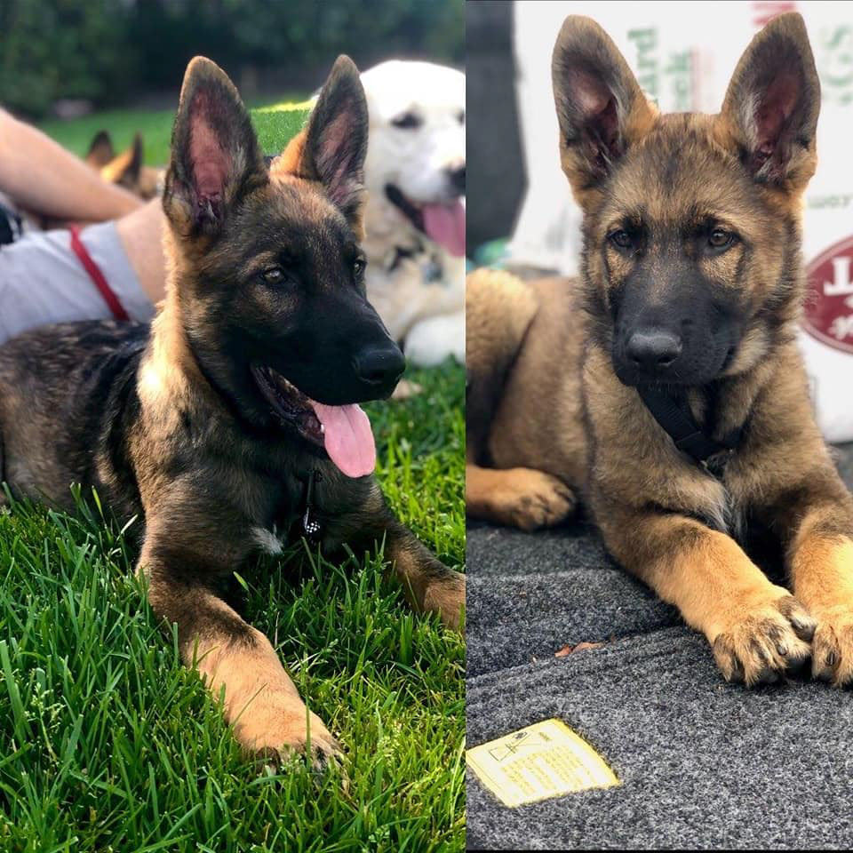 Samson 16 wks vs 10 wks