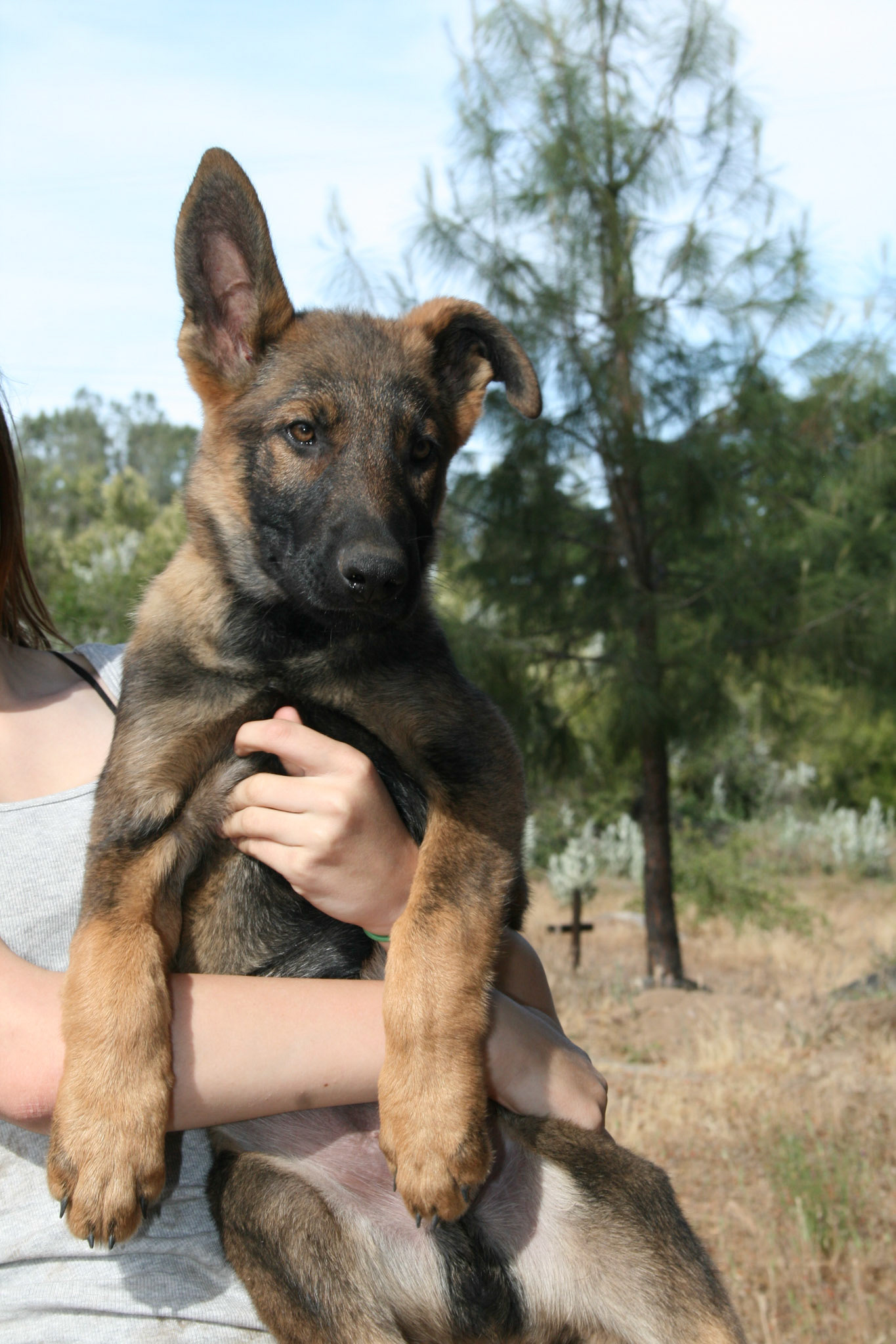 Hunter Green Collar Male 14 weeks