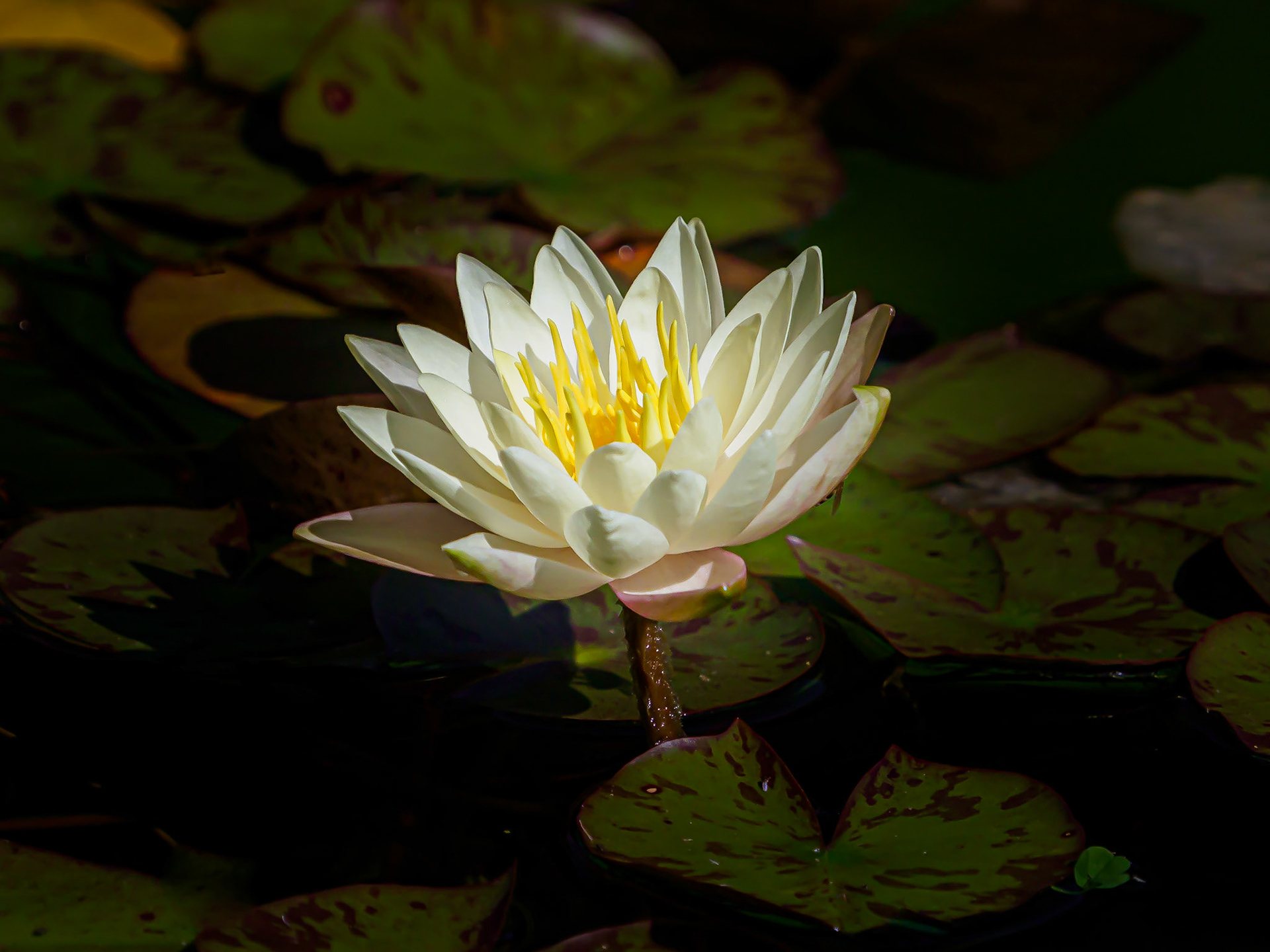 Botaniska Göteborg Augusti 2020