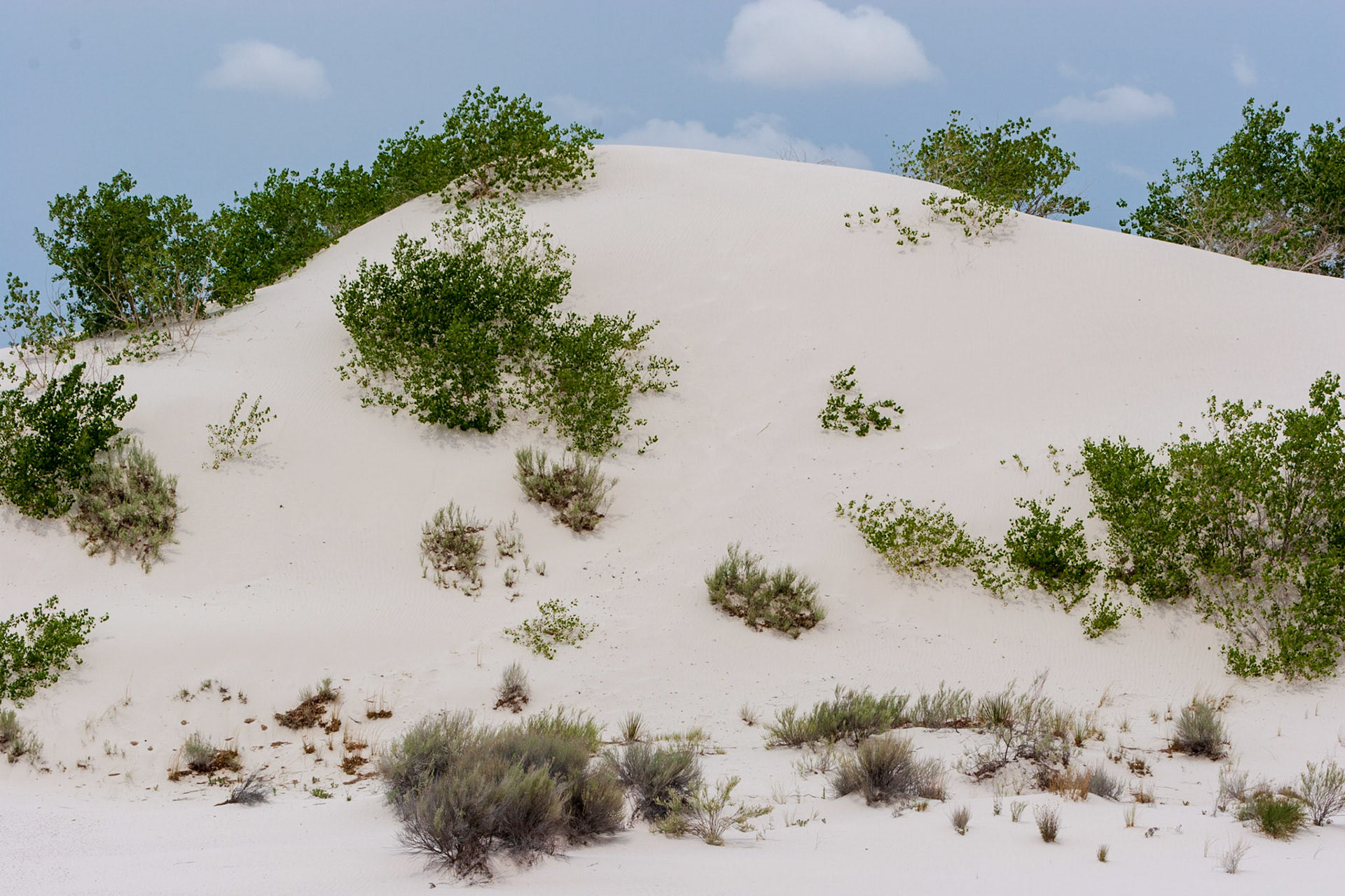 White Sands National Monument, New Mexico. Rising from the heart of the Tularosa Basin is one of the world's great natural wonders - the glistening white sands of New Mexico. Great wave-like dunes of gypsum sand have engulfed 275 square miles of desert, creating the world's largest gypsum dunefield. White Sands National Monument preserves a major portion of this unique dunefield, along with the plants and animals that live here.