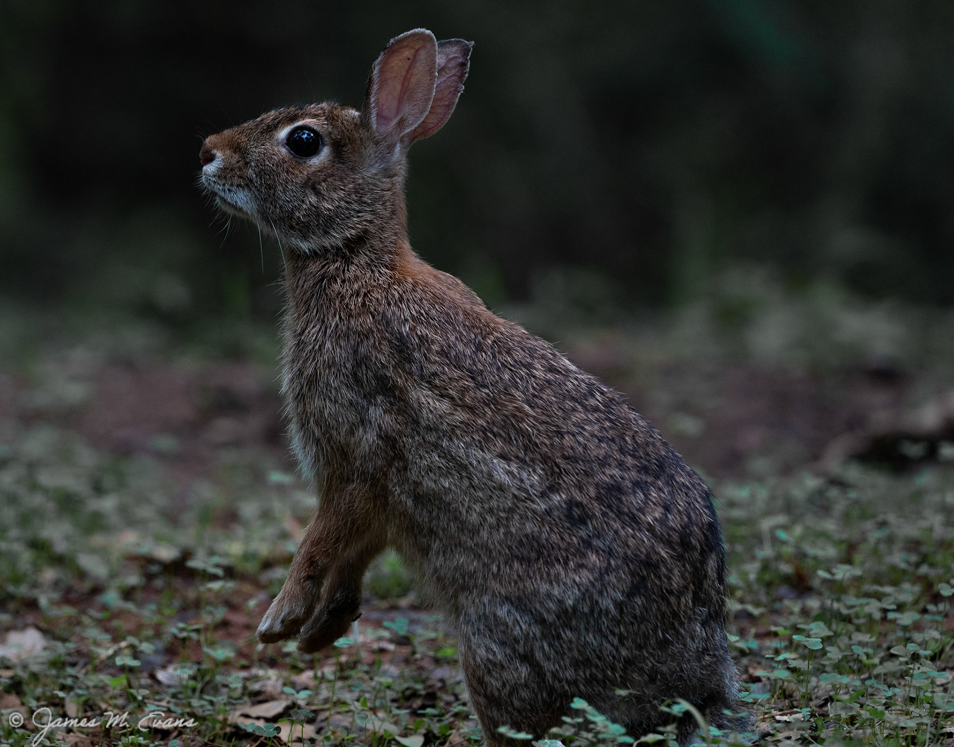 Listen close - Rabbit sniffing around at Troy Meadows Wetlands in NJ