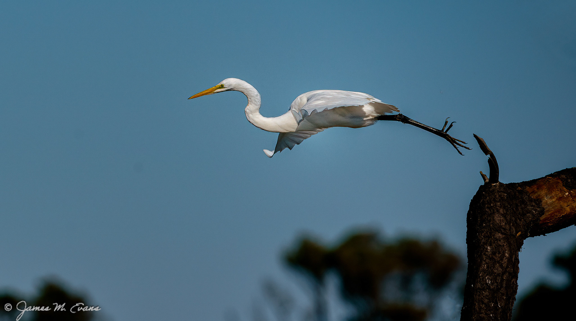 Jumping off - Great egret taking off at Assateague Island National Seashore in VA