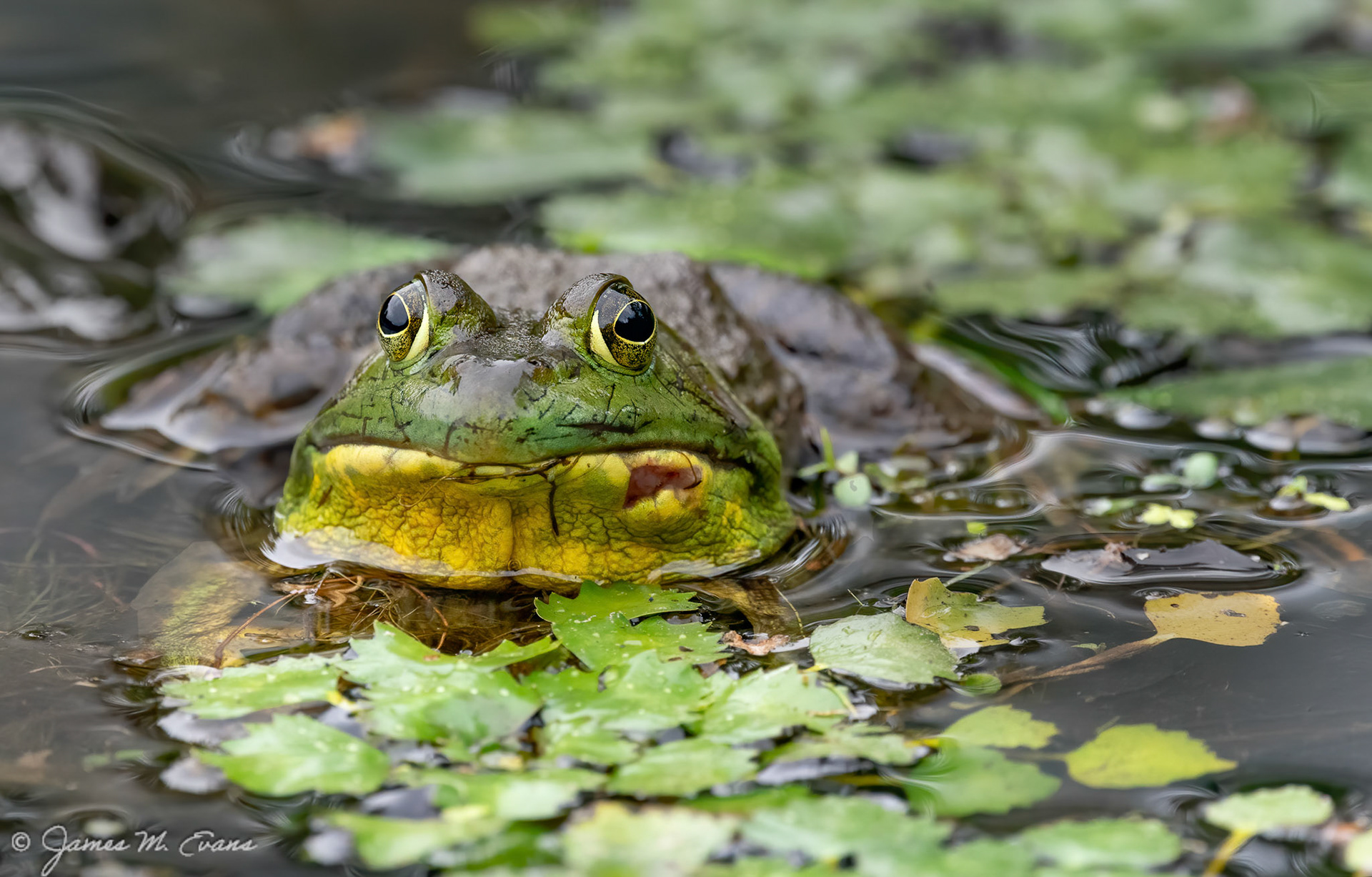 Sitting pretty(ish) - Frog in park in Mendham NJ