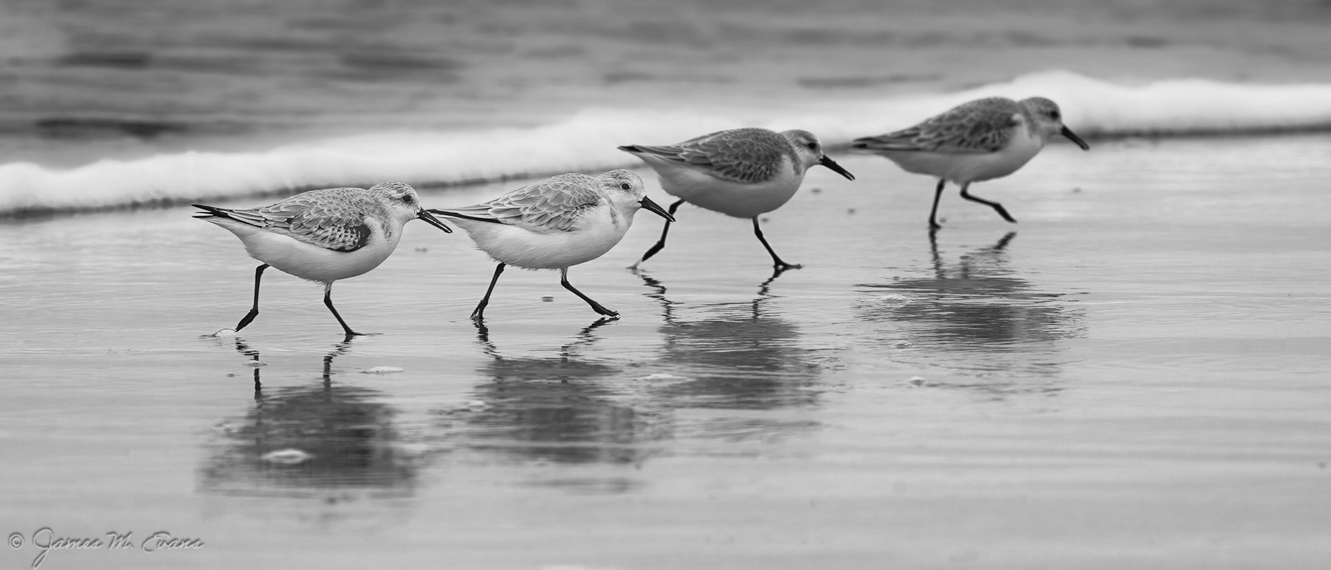 The Fab Four - Sanderlings on the move at Assateague Island National Seashore in VA
