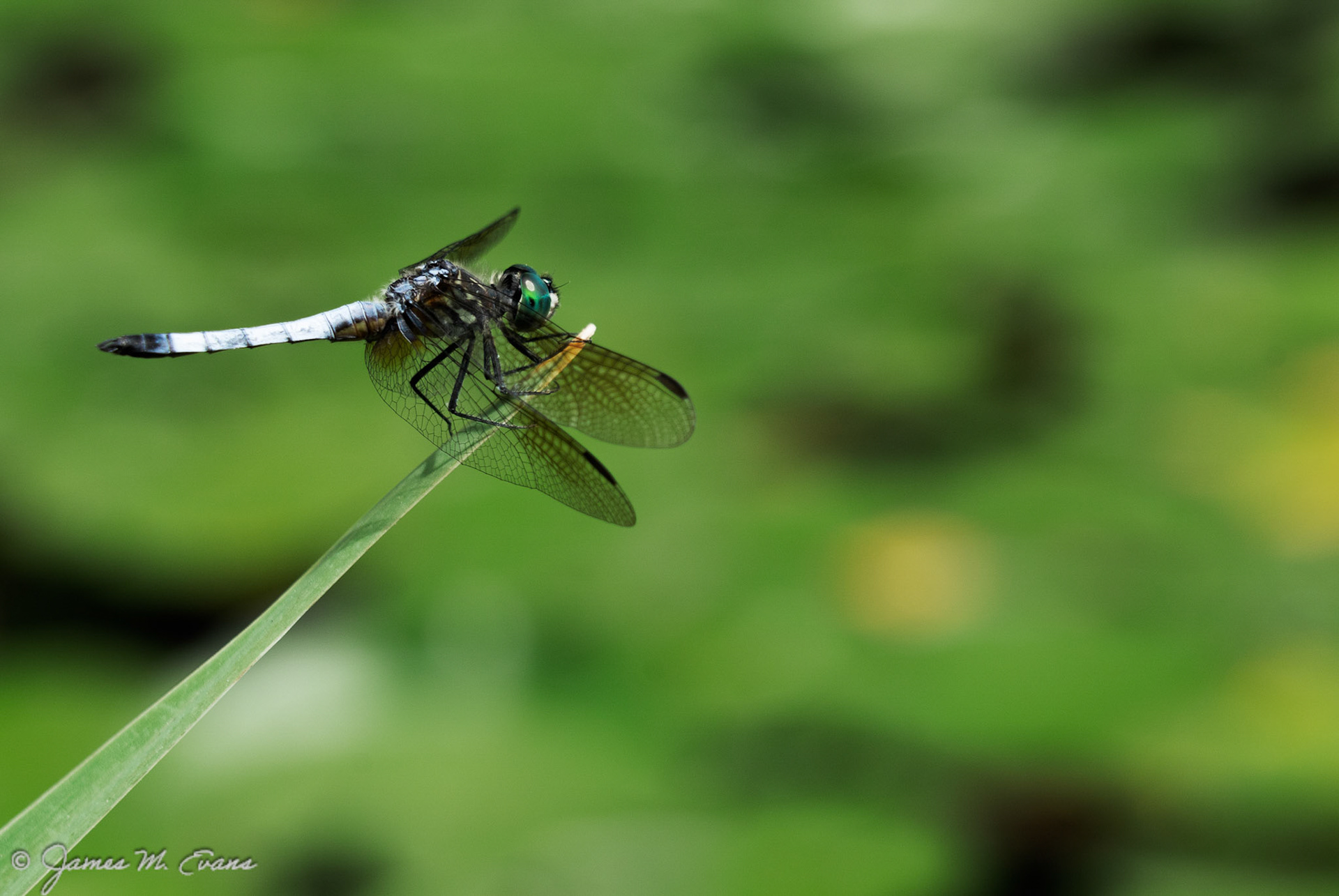 Delicate perch - Dragonfly in Leonard J. Buck Garden in NJ