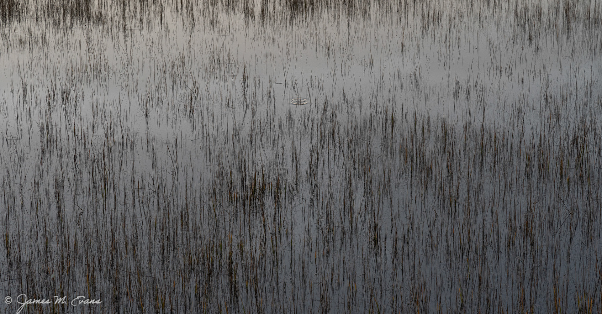 Sticks - Reeds in the Marsh off Chincoteague Island in VA